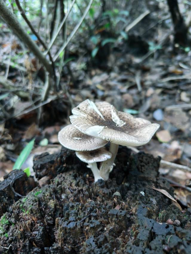 网纹马勃复合群 等