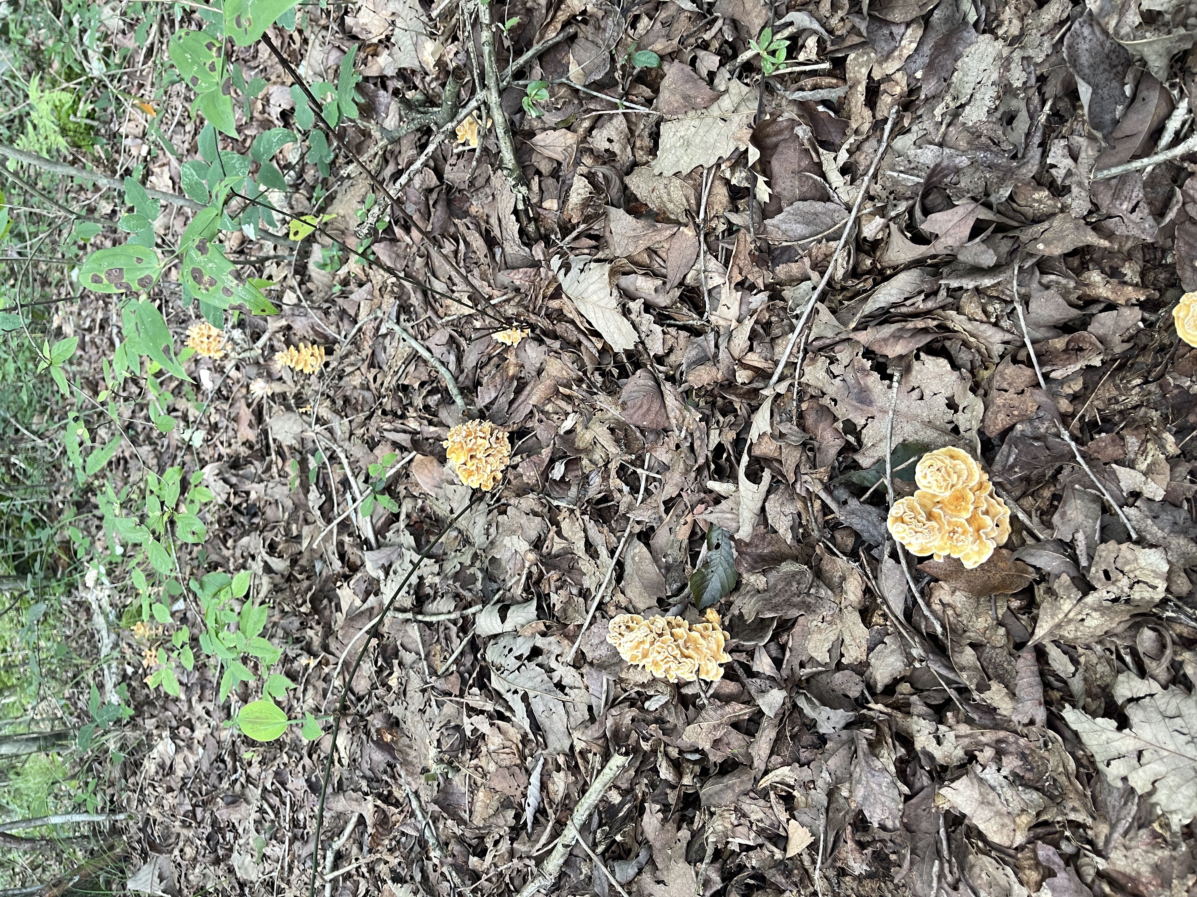 哀牢山具柄干朽菌