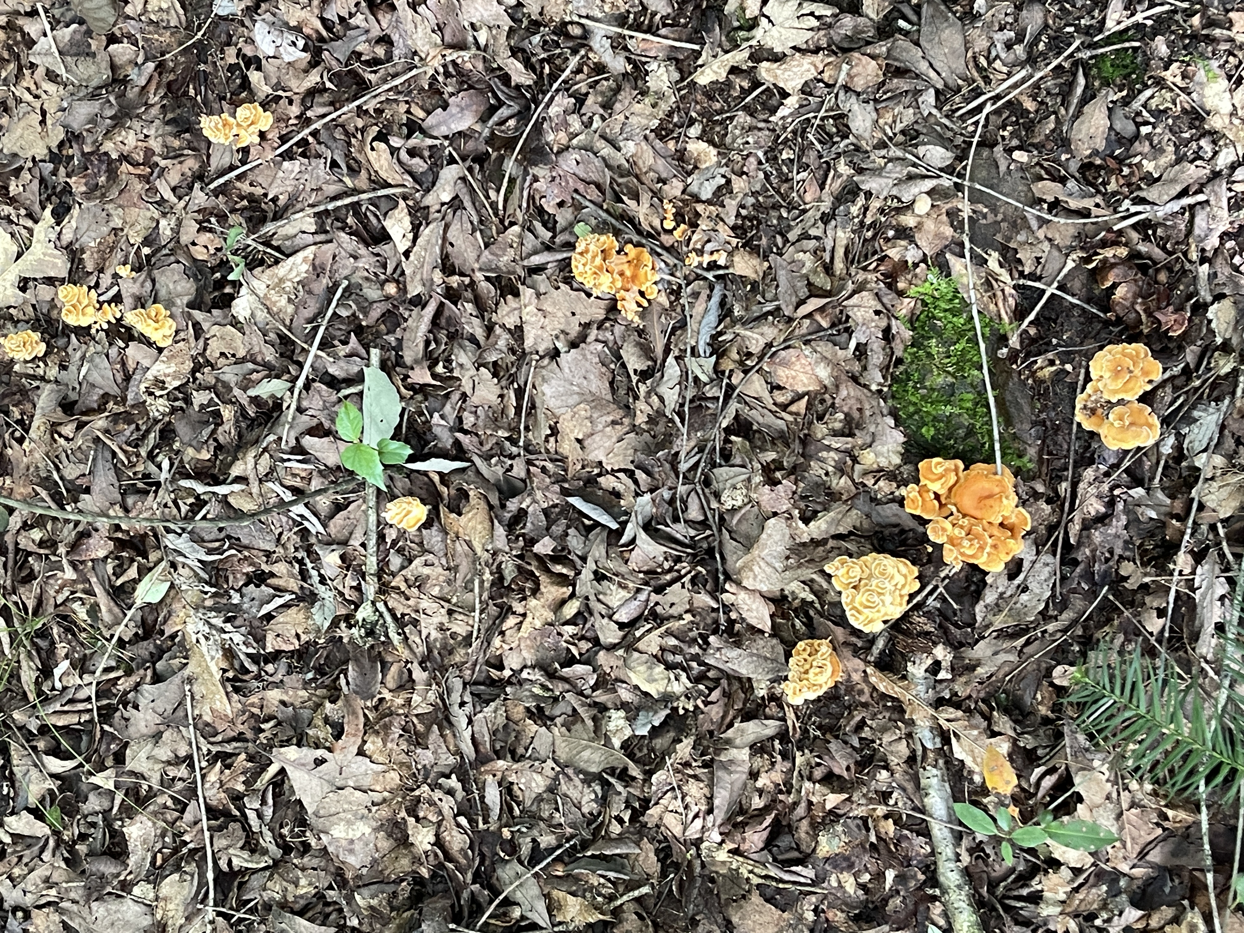 哀牢山具柄干朽菌