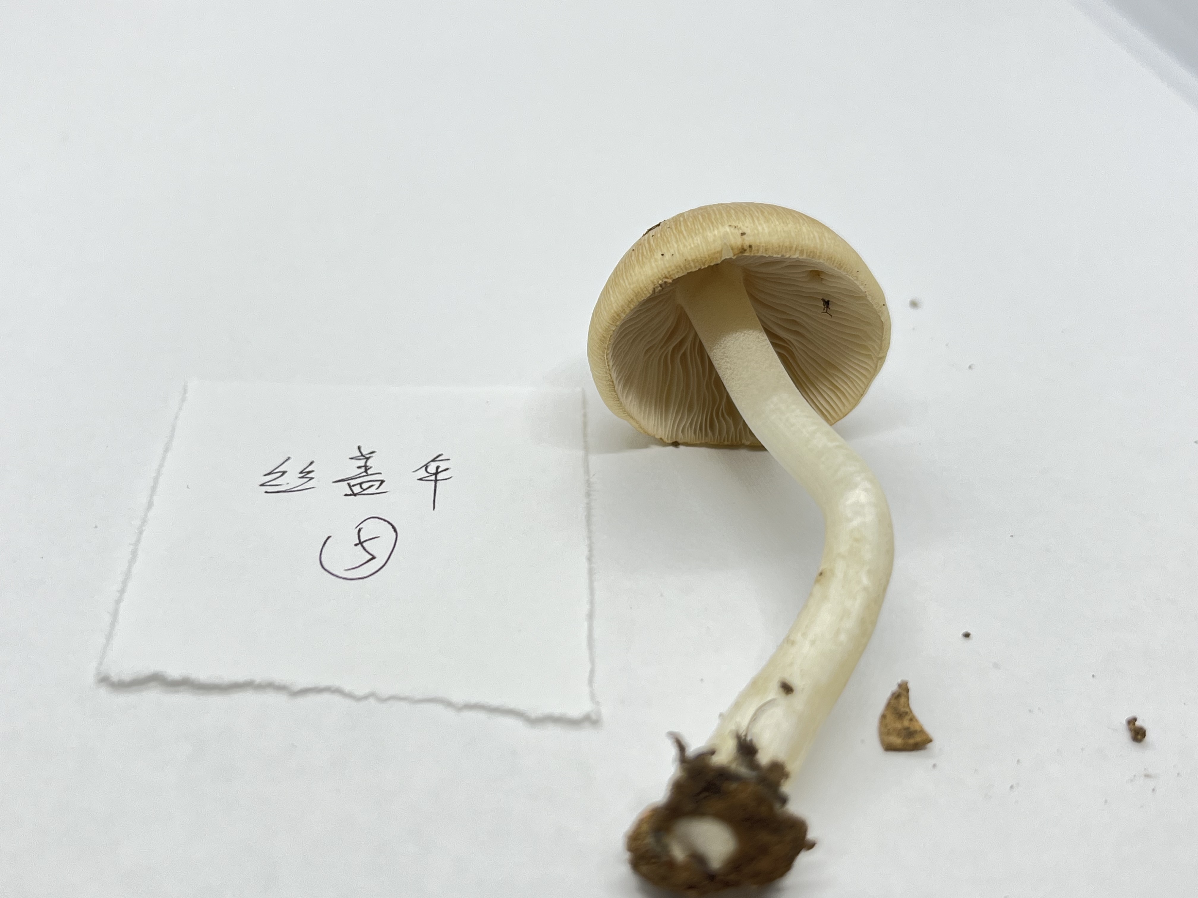 标本照片