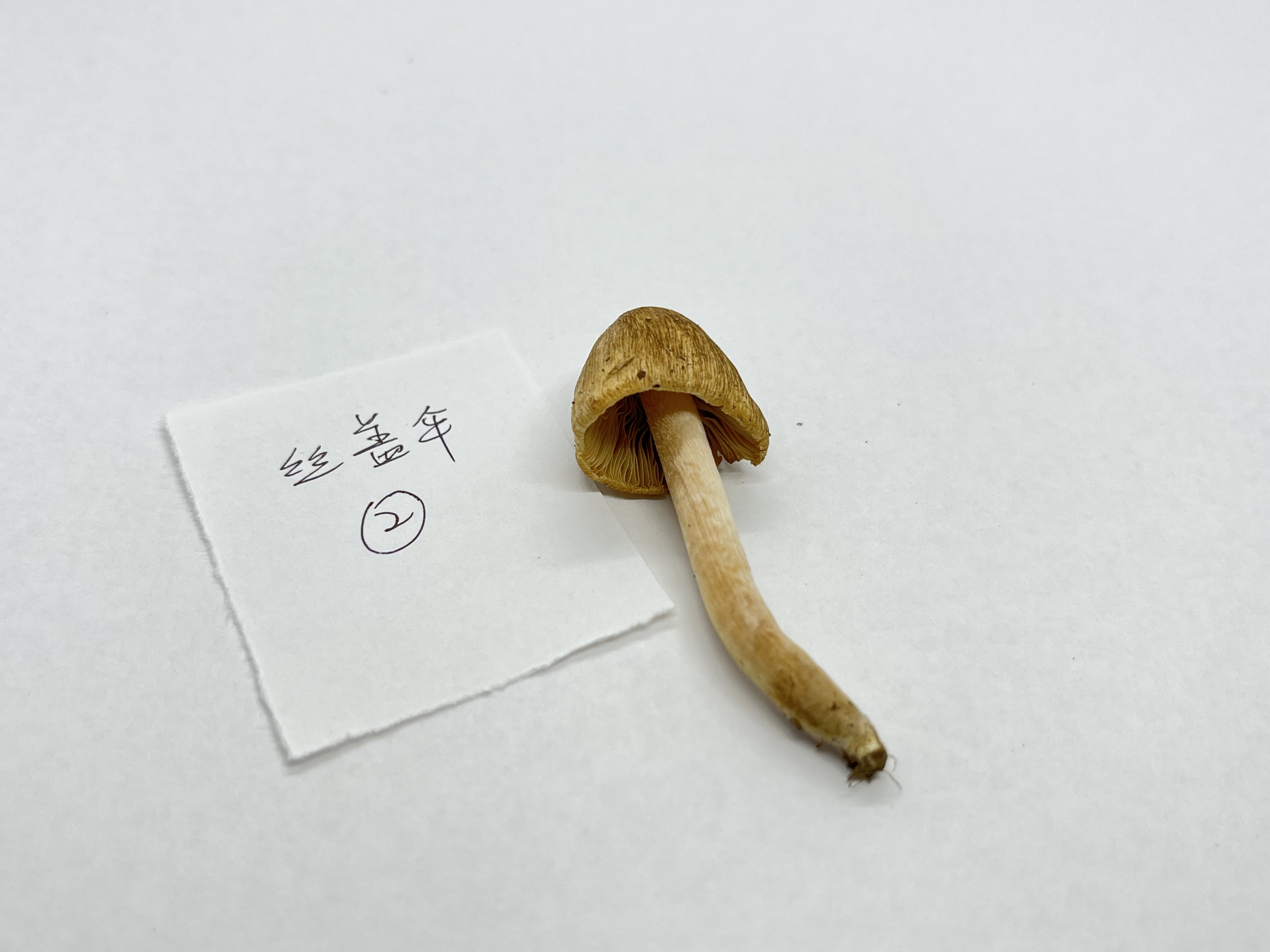 标本照片