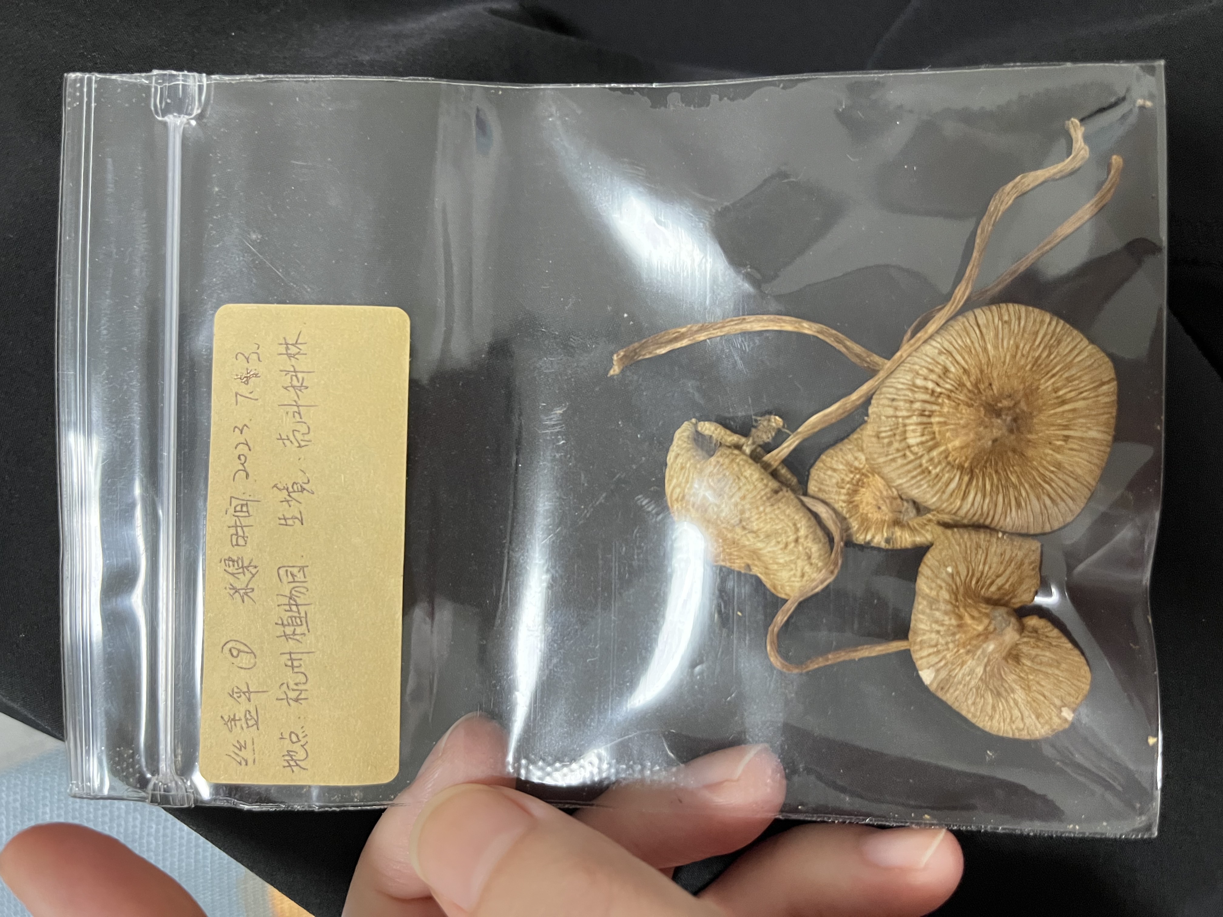 标本照片