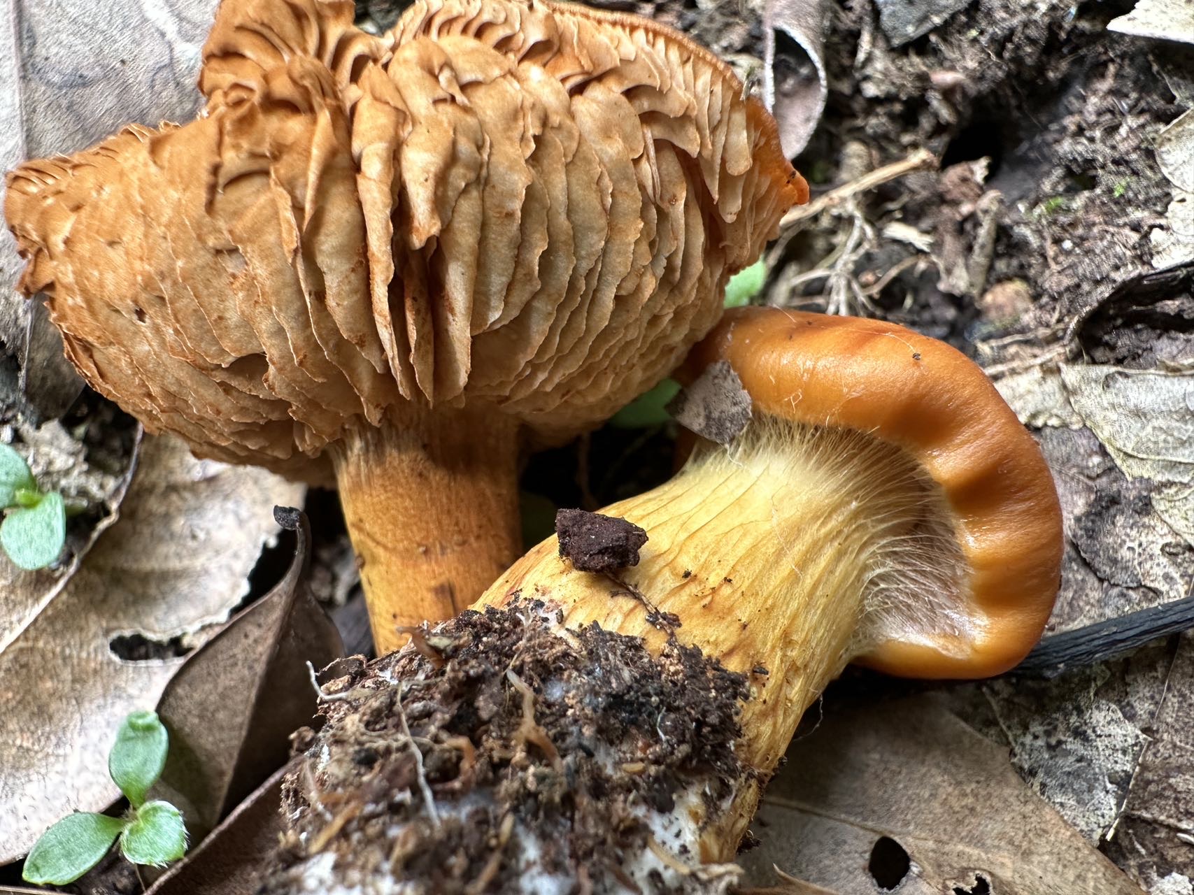 撒克斯特腹菌