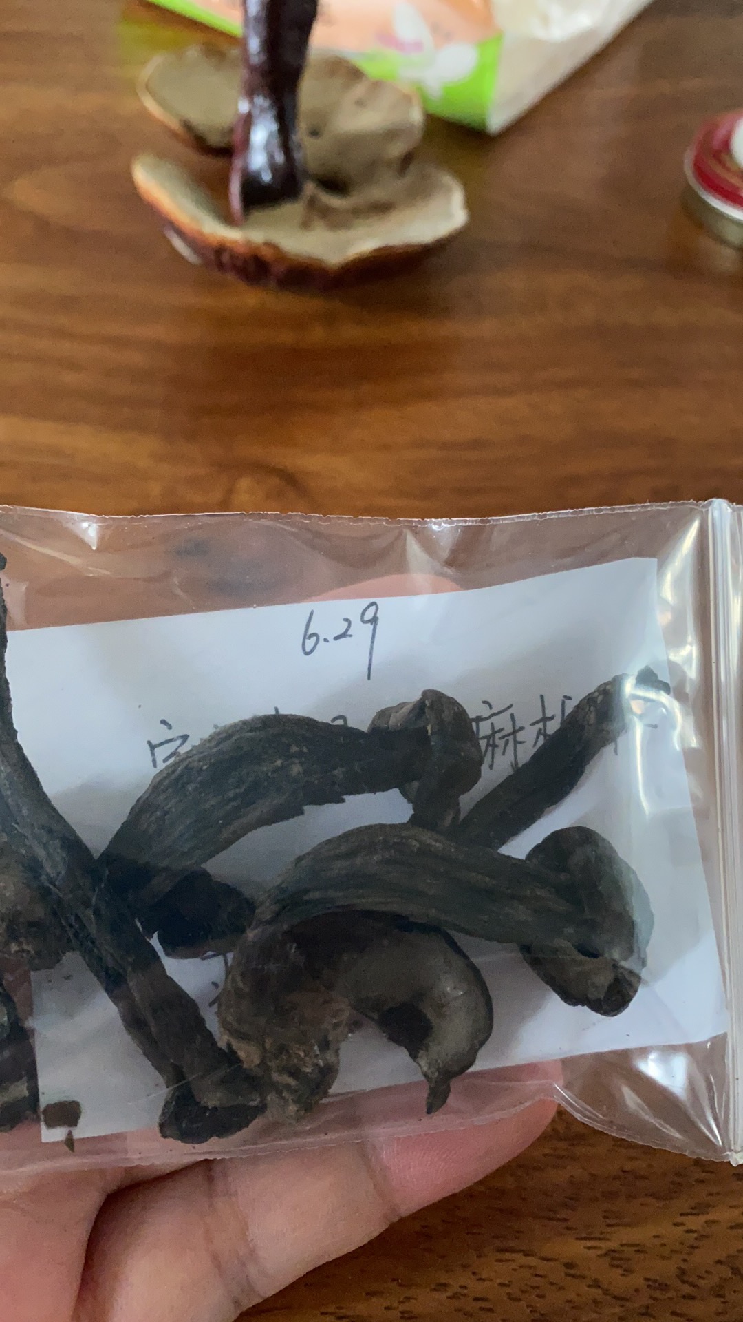 变褐红粉孢牛肝菌 暂定