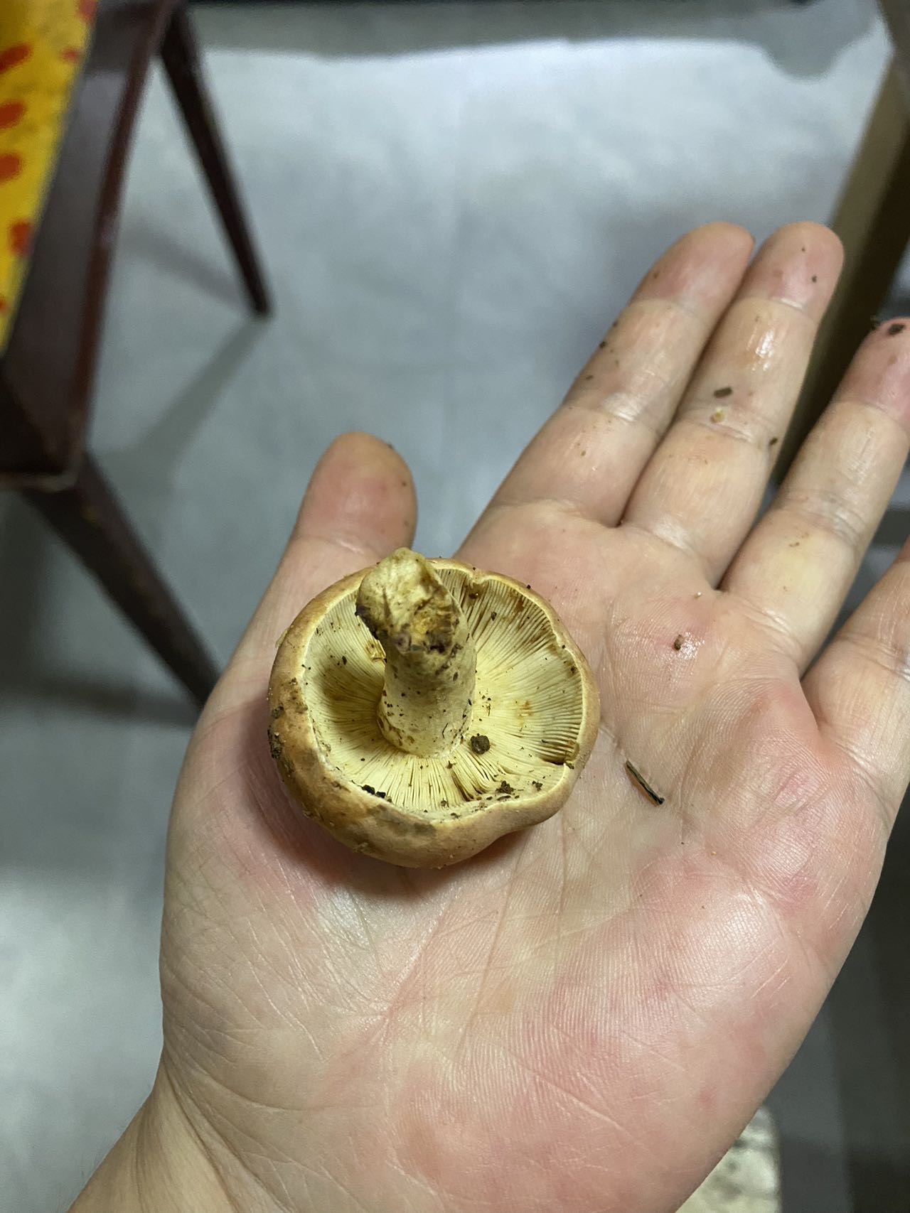 假致密红菇