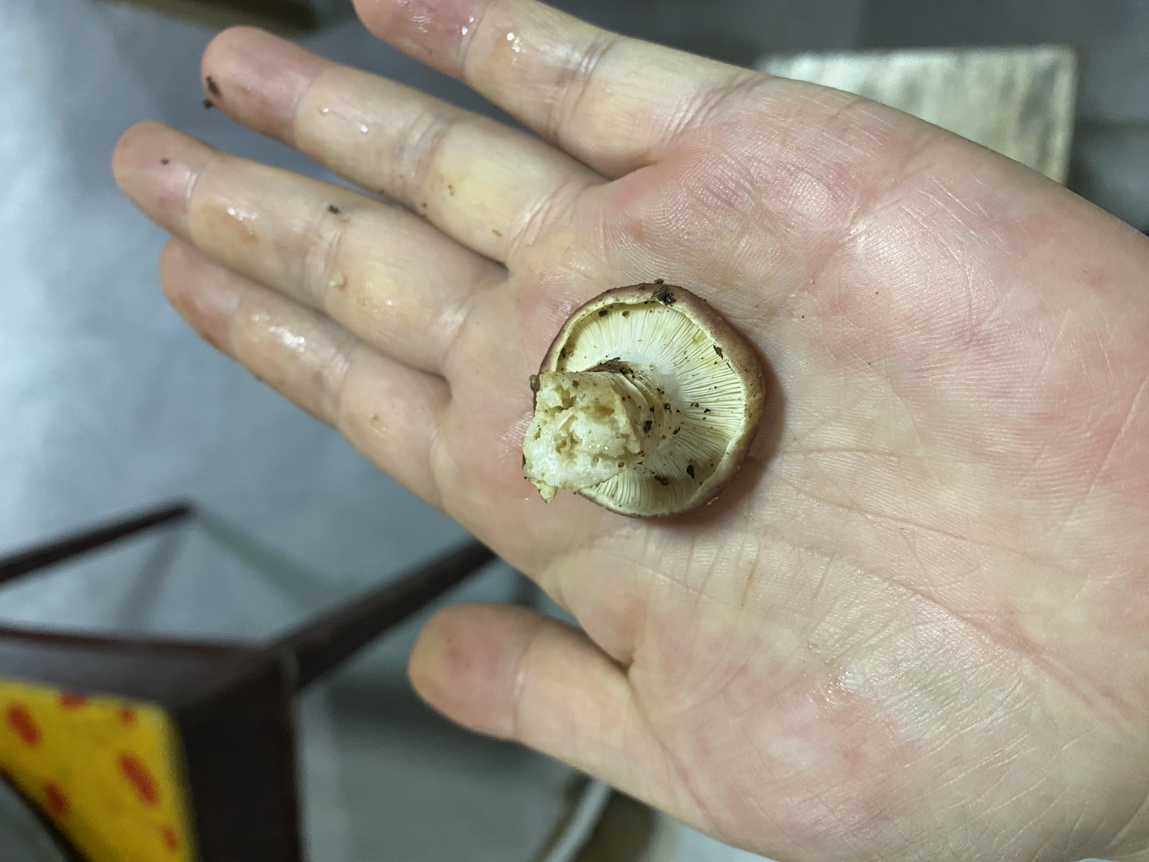 红菇属