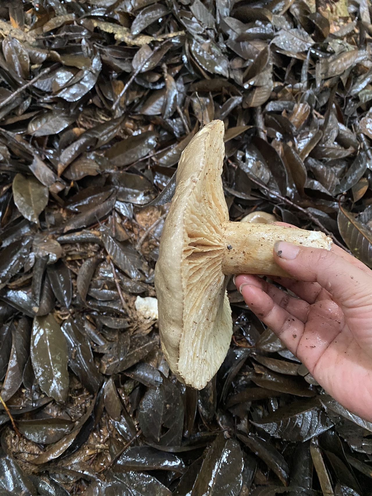 亚稀褶红菇