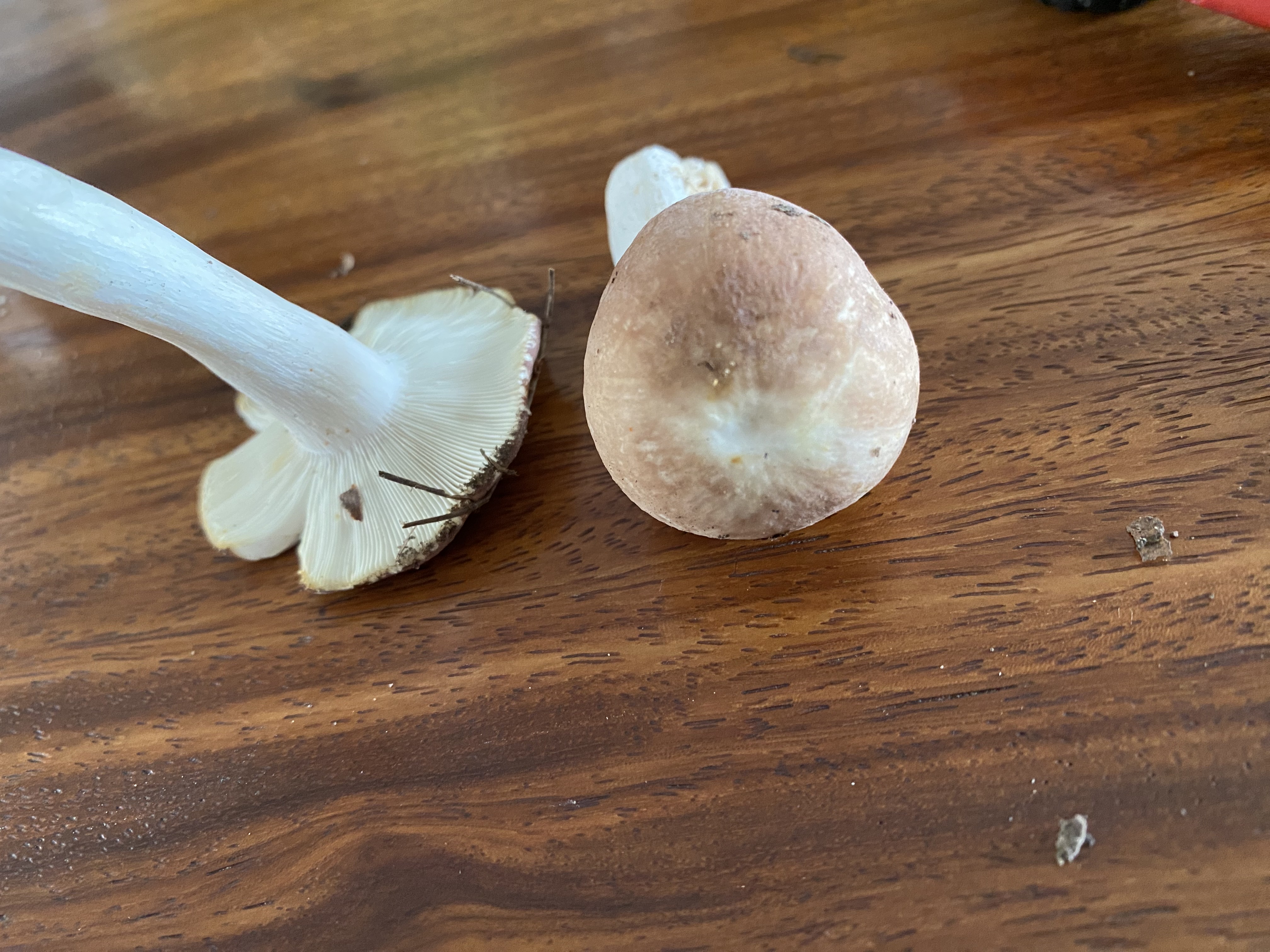 灰柄红菇