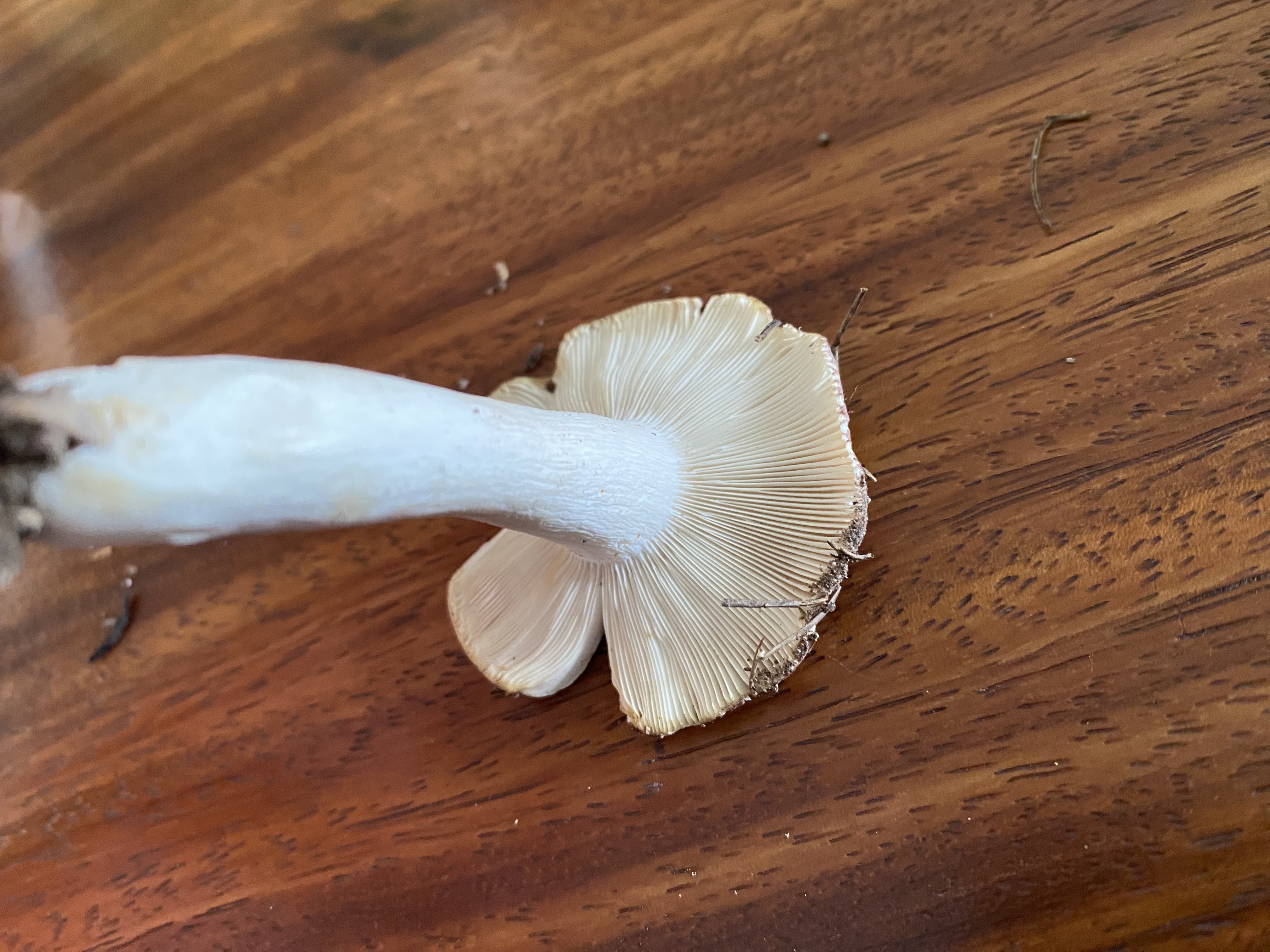 灰柄红菇