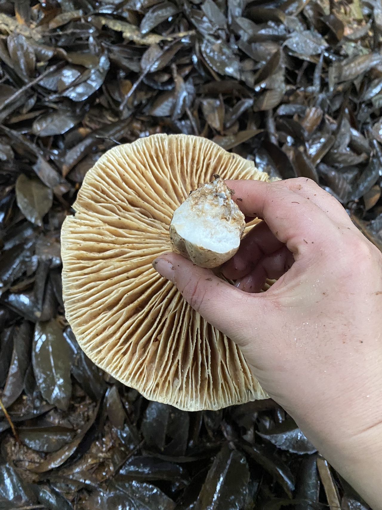 亚稀褶红菇