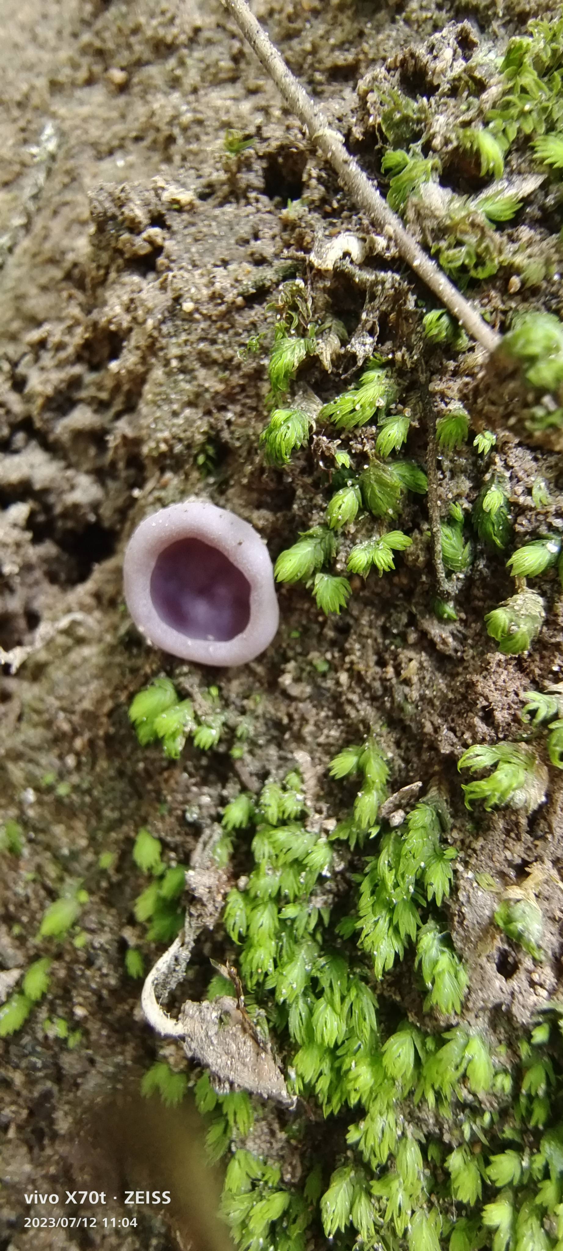 盾盘菌