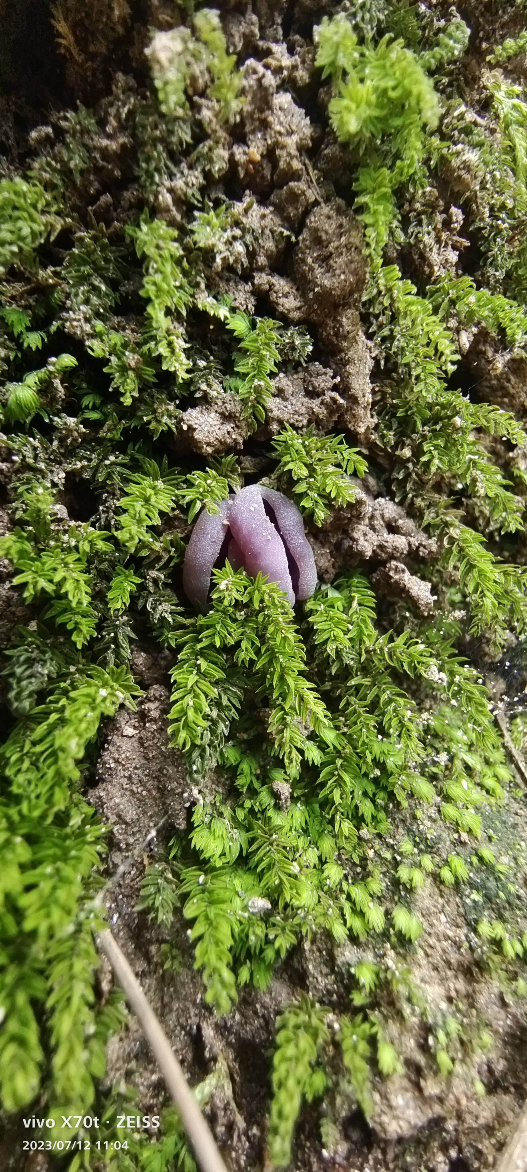 盾盘菌
