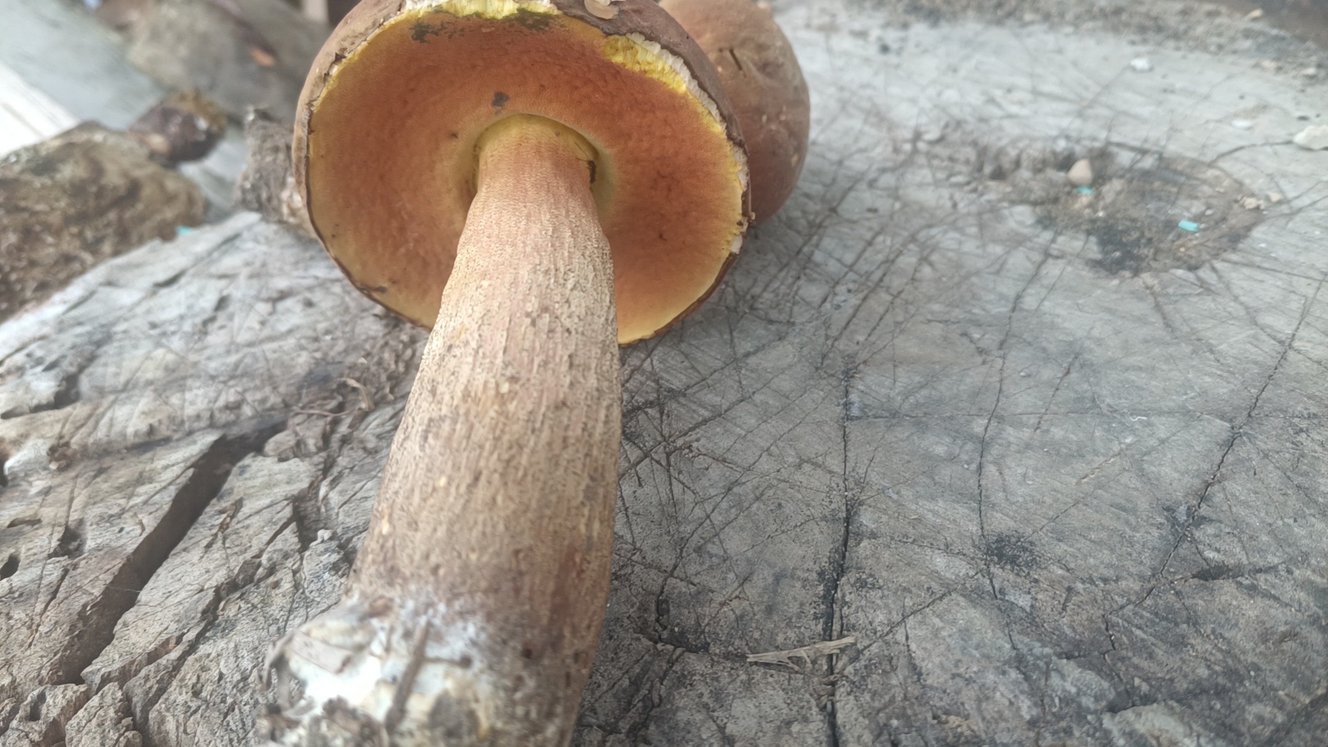 皱盖牛肝菌属物种