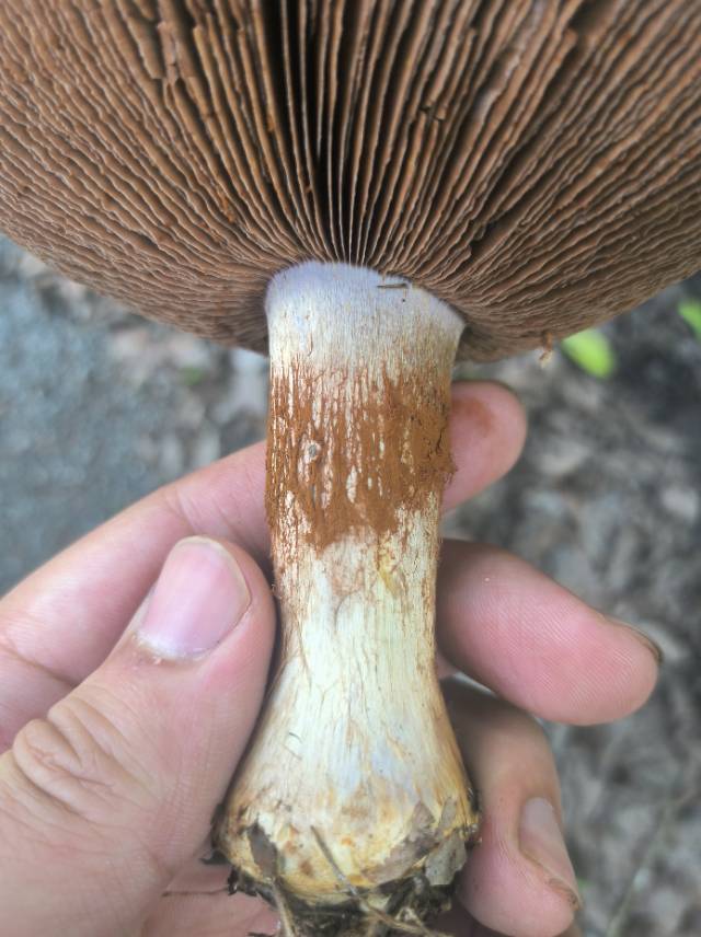 黏盖丝膜菌属