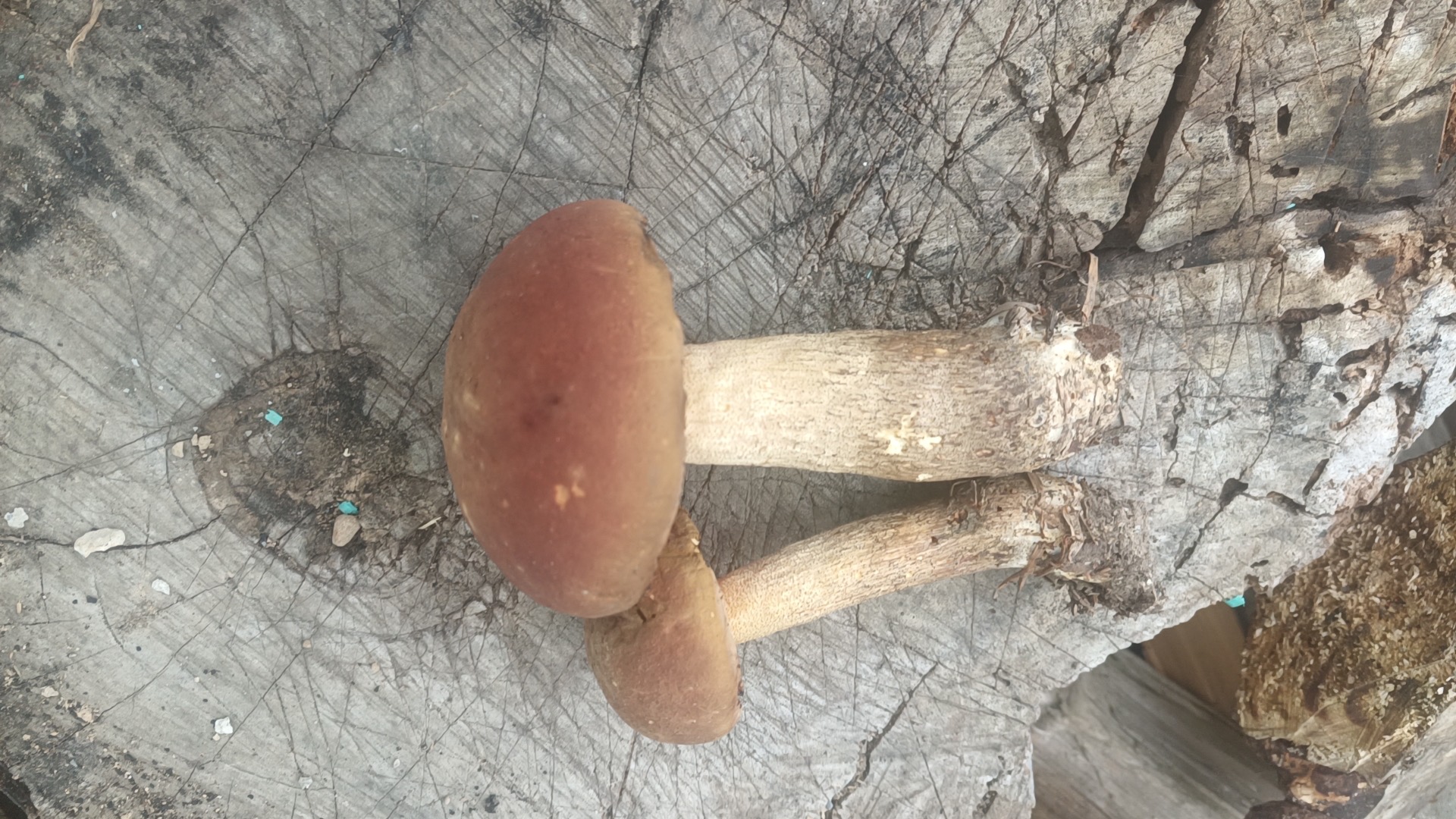 皱盖牛肝菌属物种