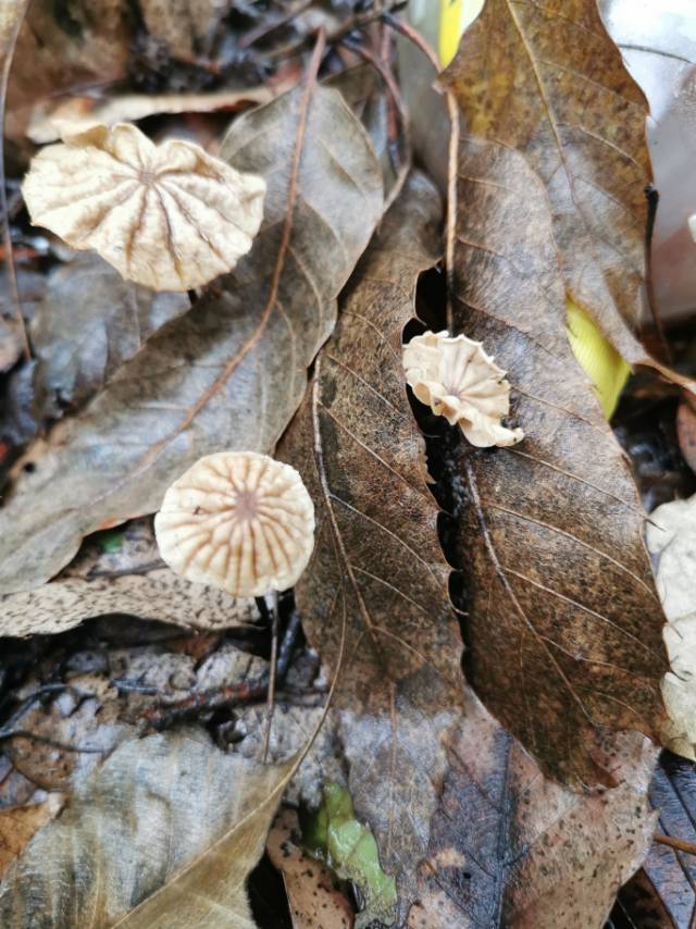 紫条沟小皮伞