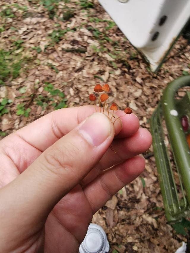 竹生小皮伞