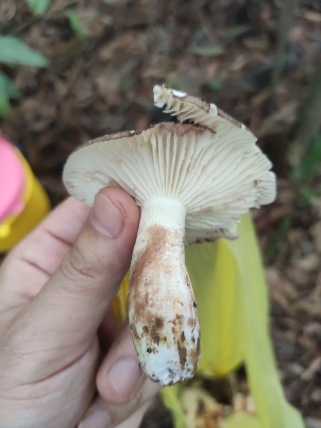 红菇属
