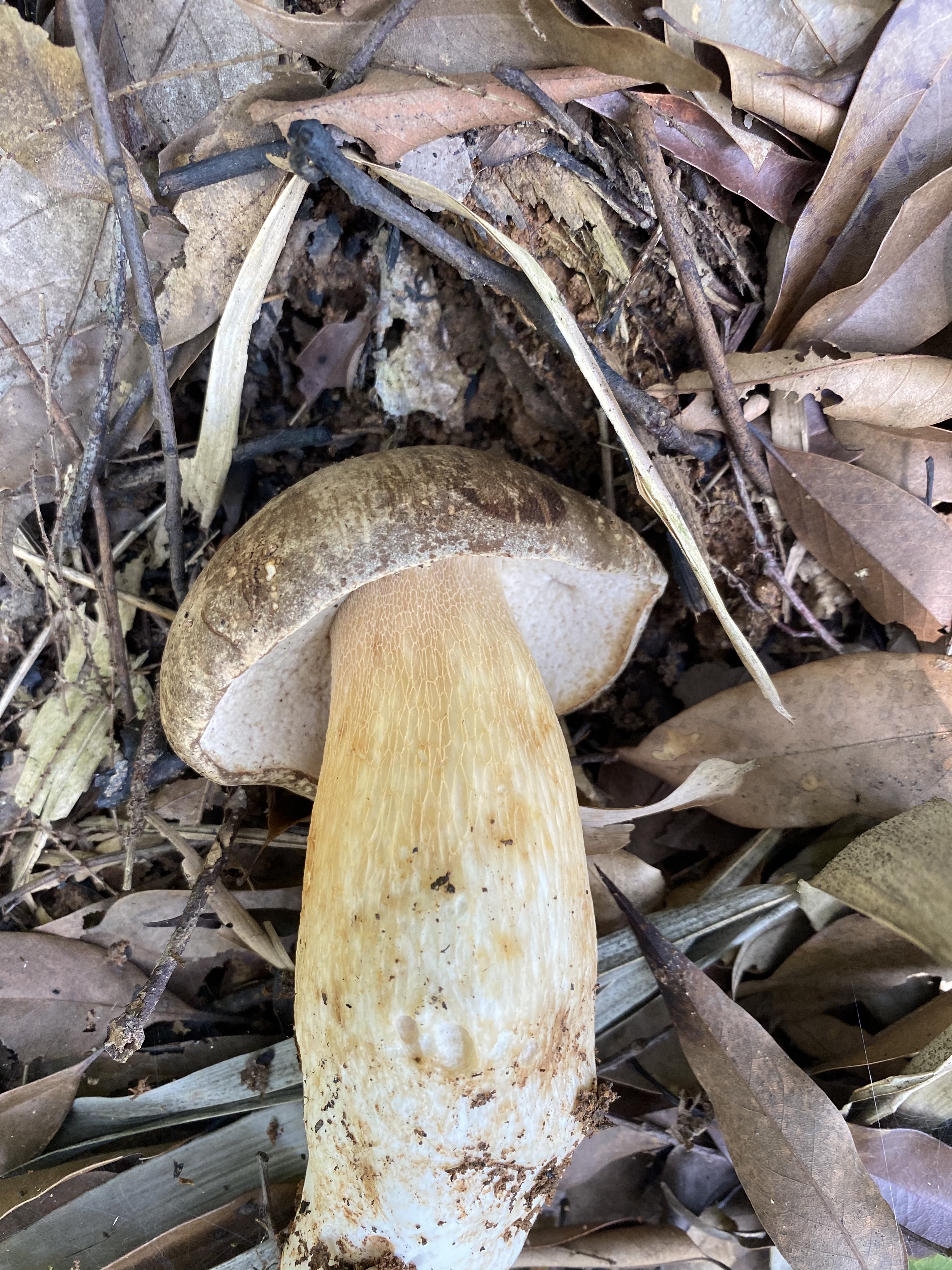 灰盖牛肝菌