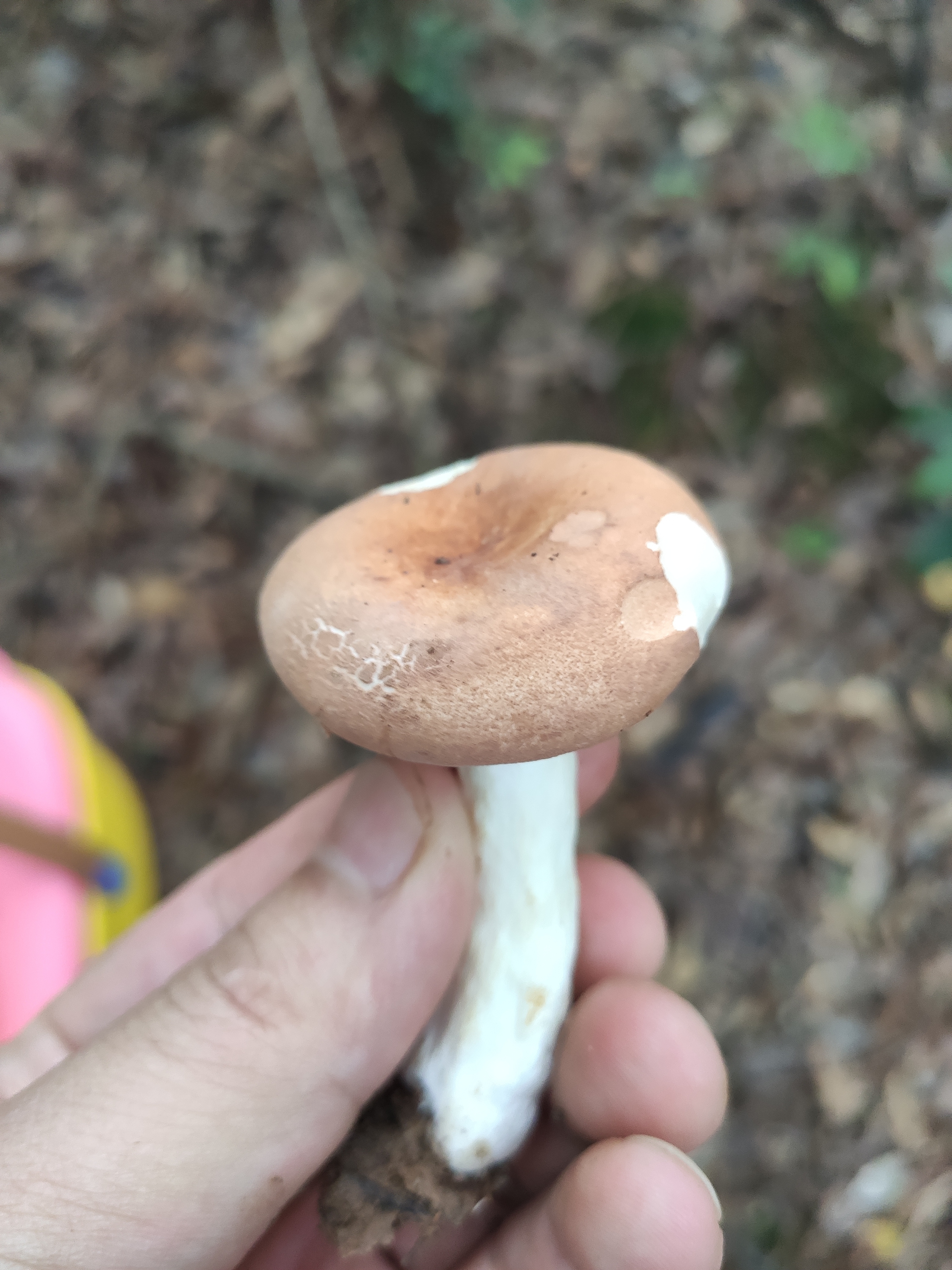 假致密红菇