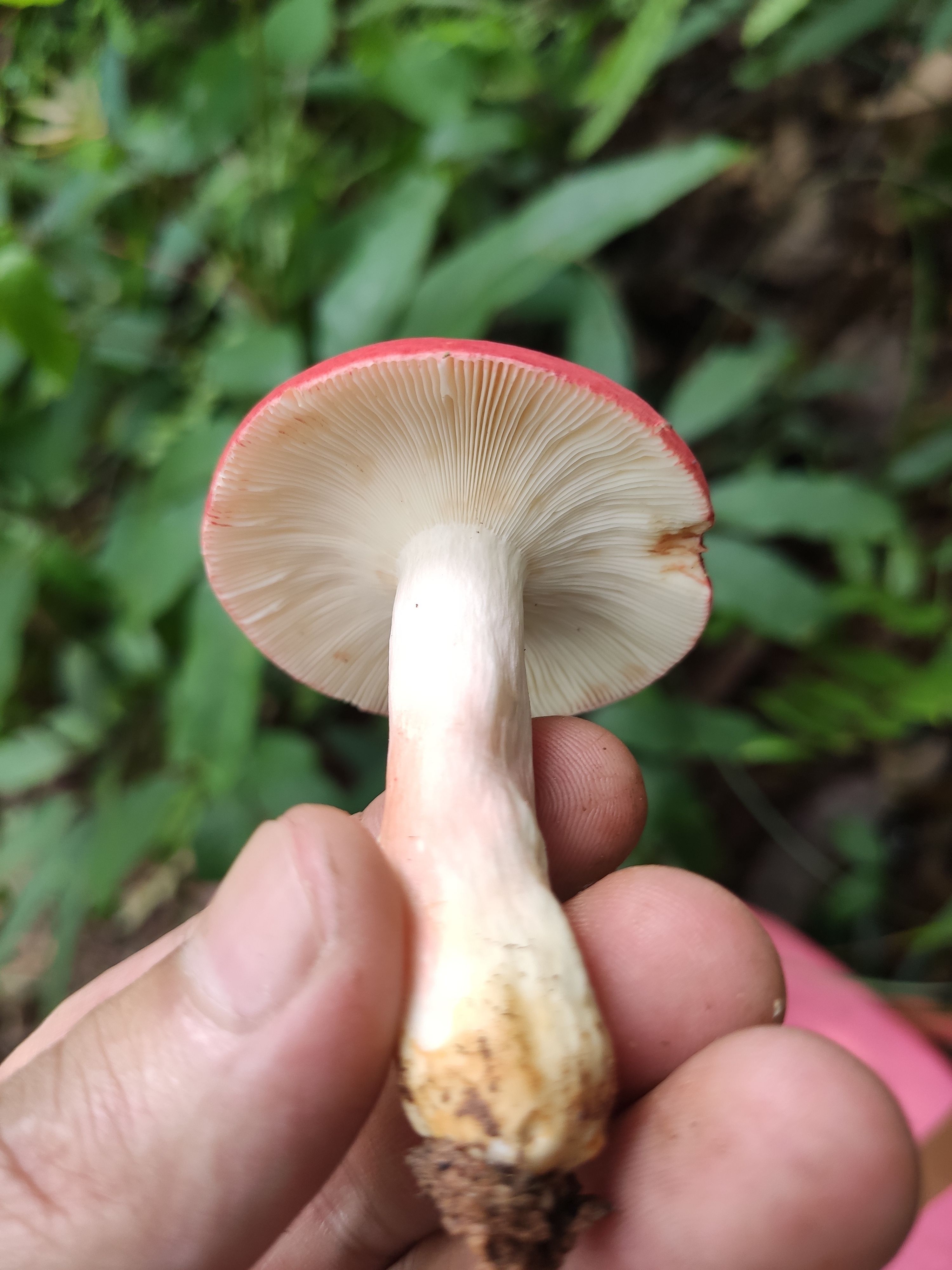 鳞盖红菇