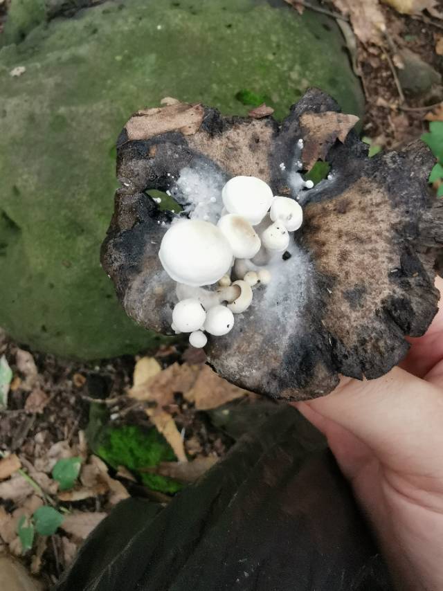 星孢寄生菇