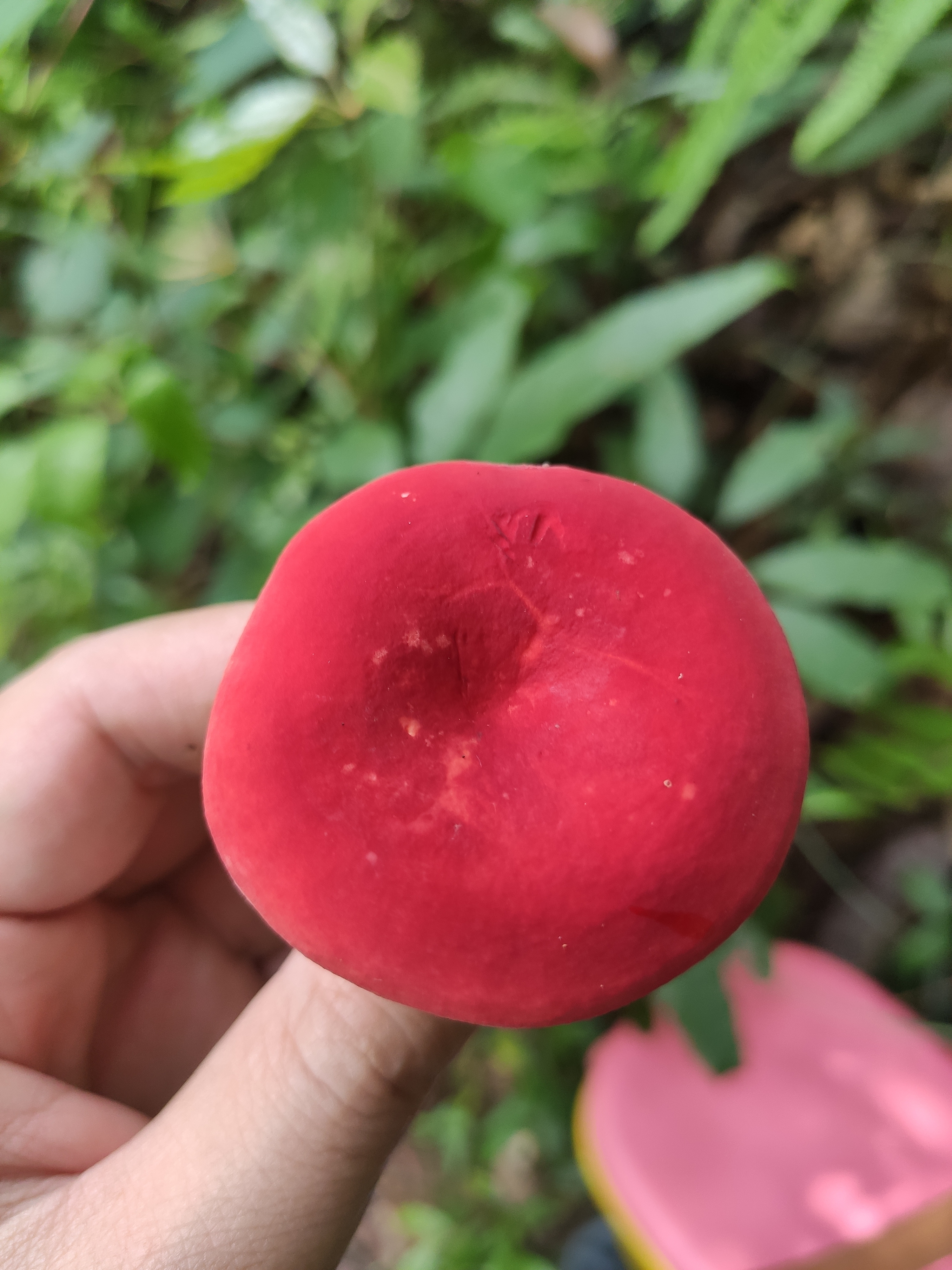 鳞盖红菇