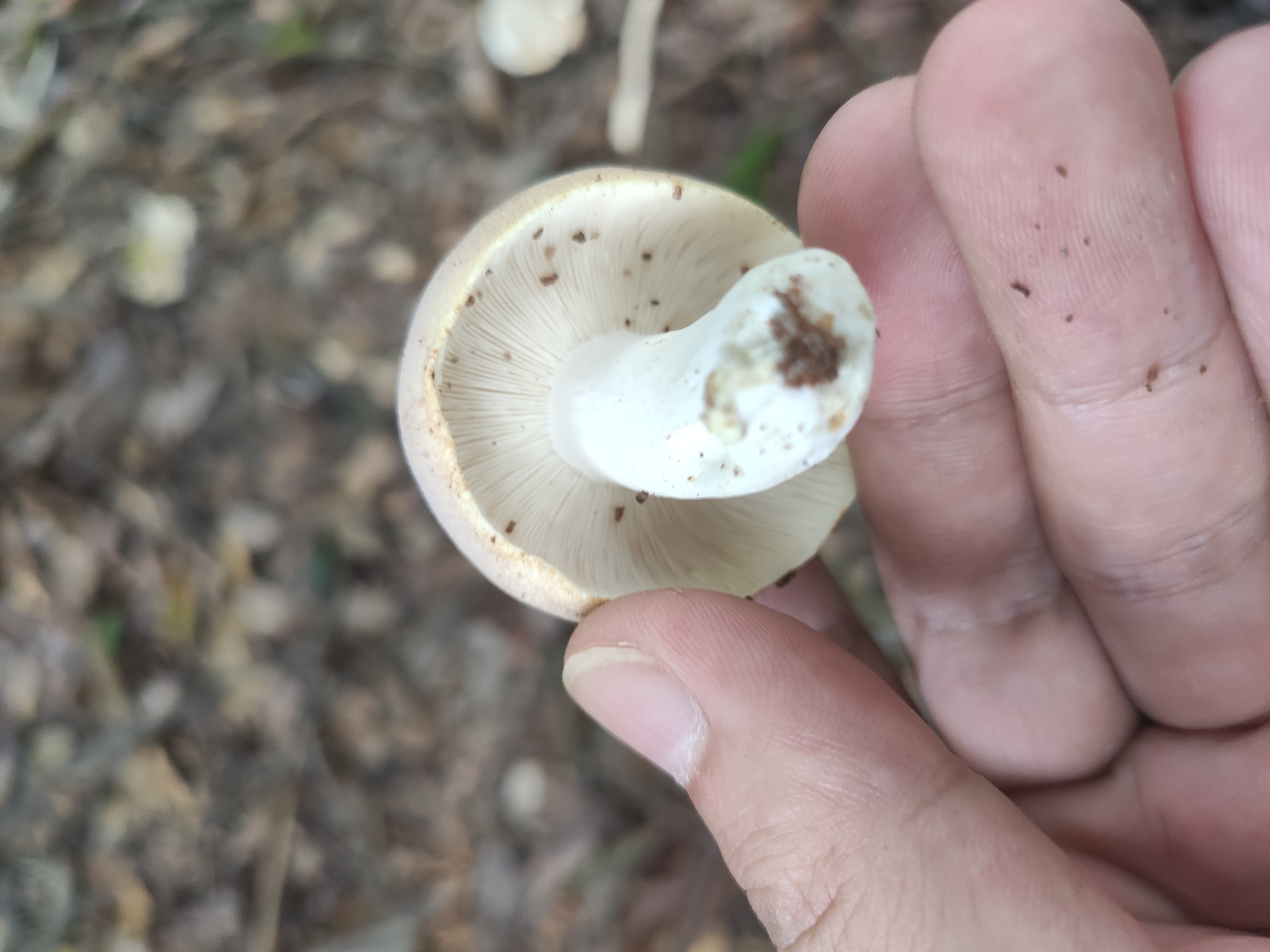 红菇属