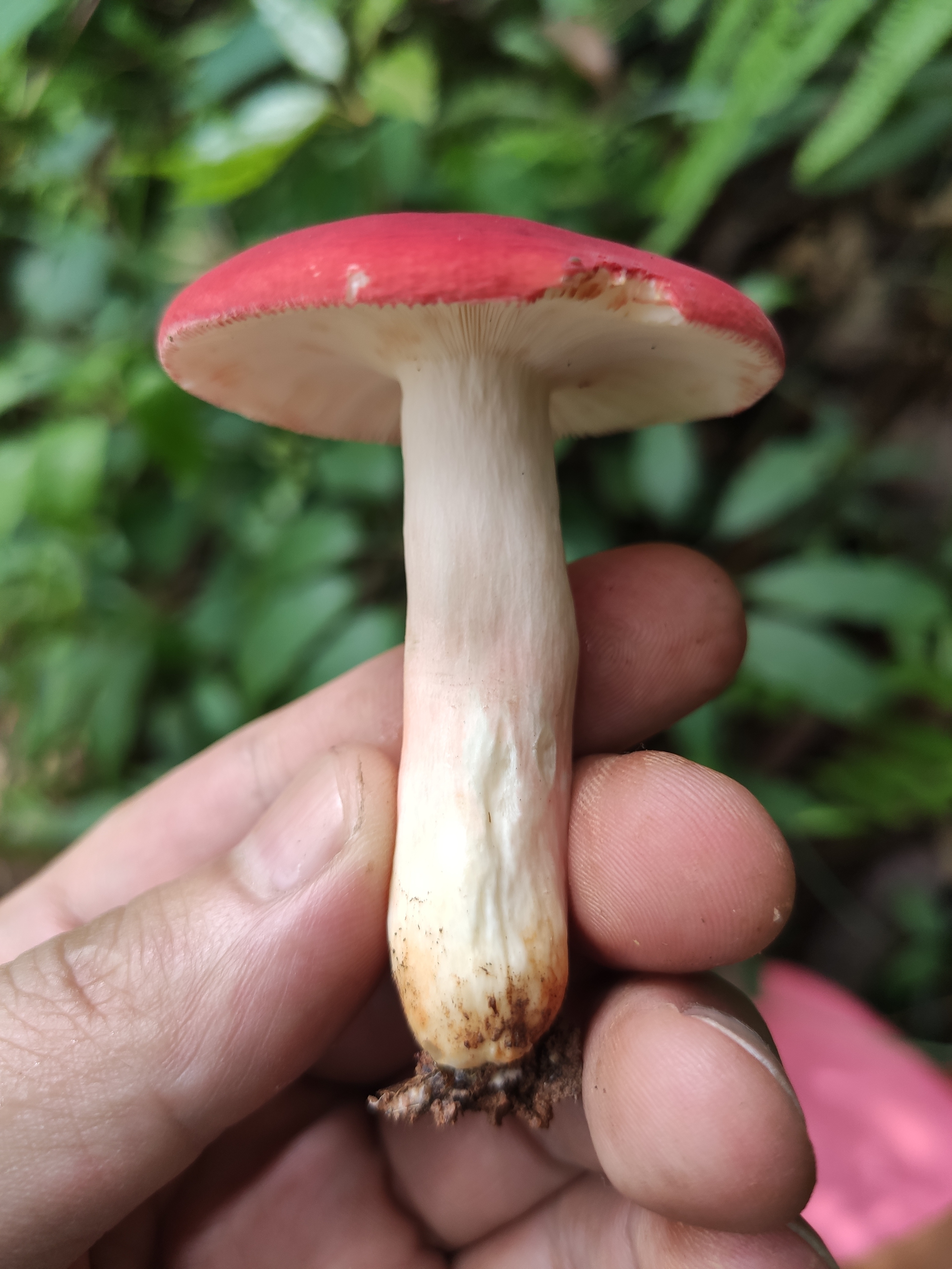 鳞盖红菇