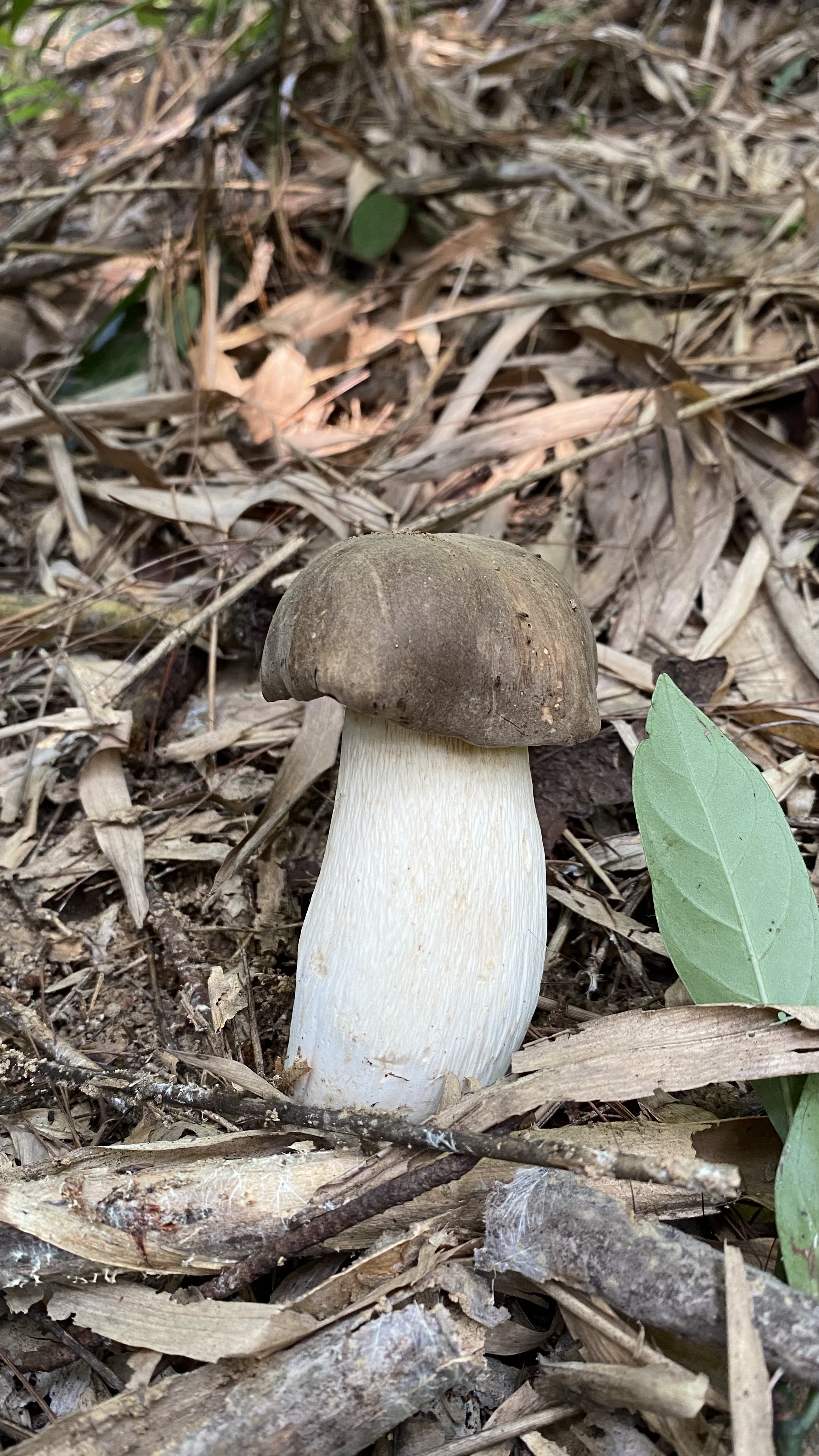 灰盖牛肝菌