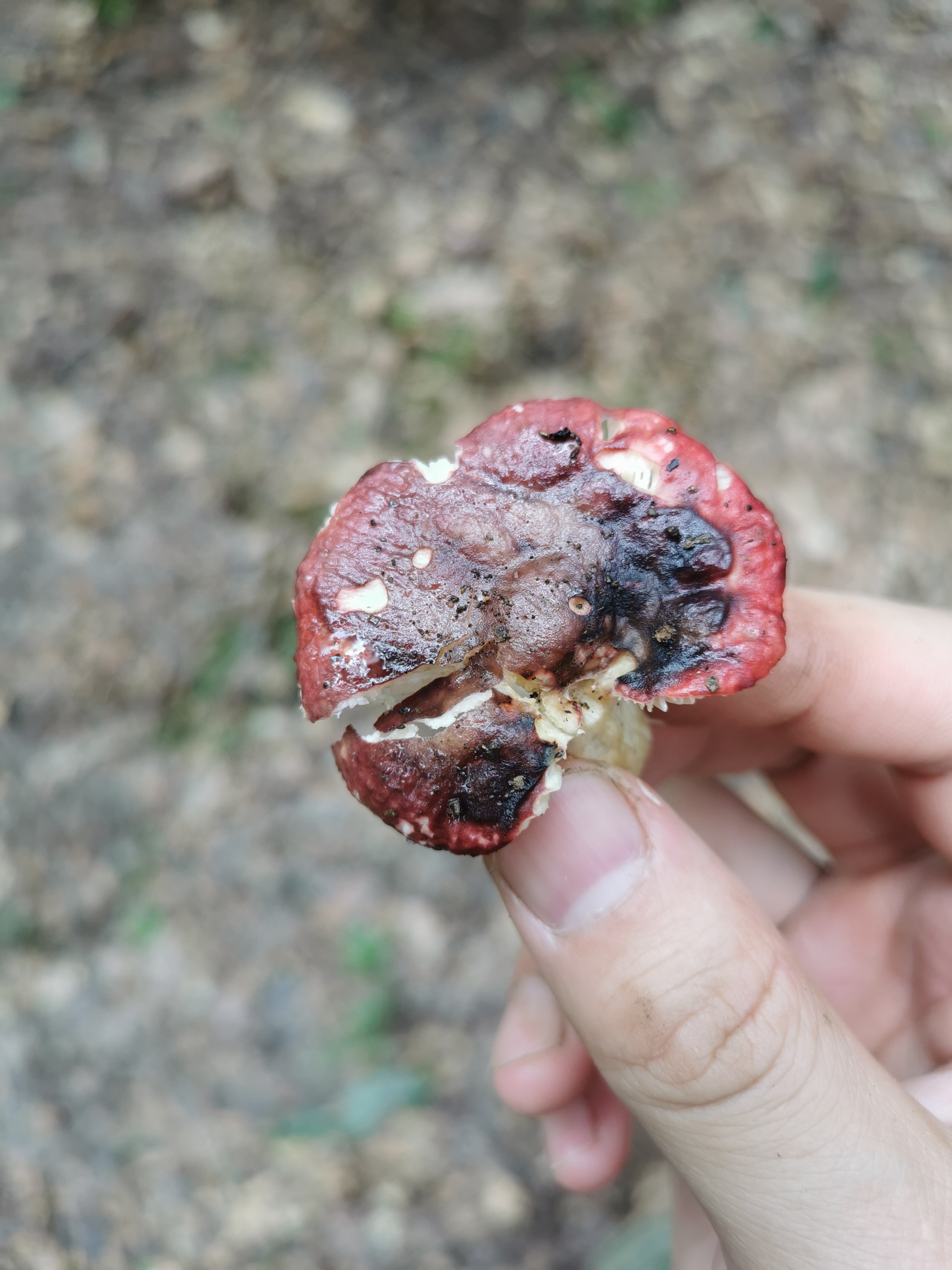 红菇属