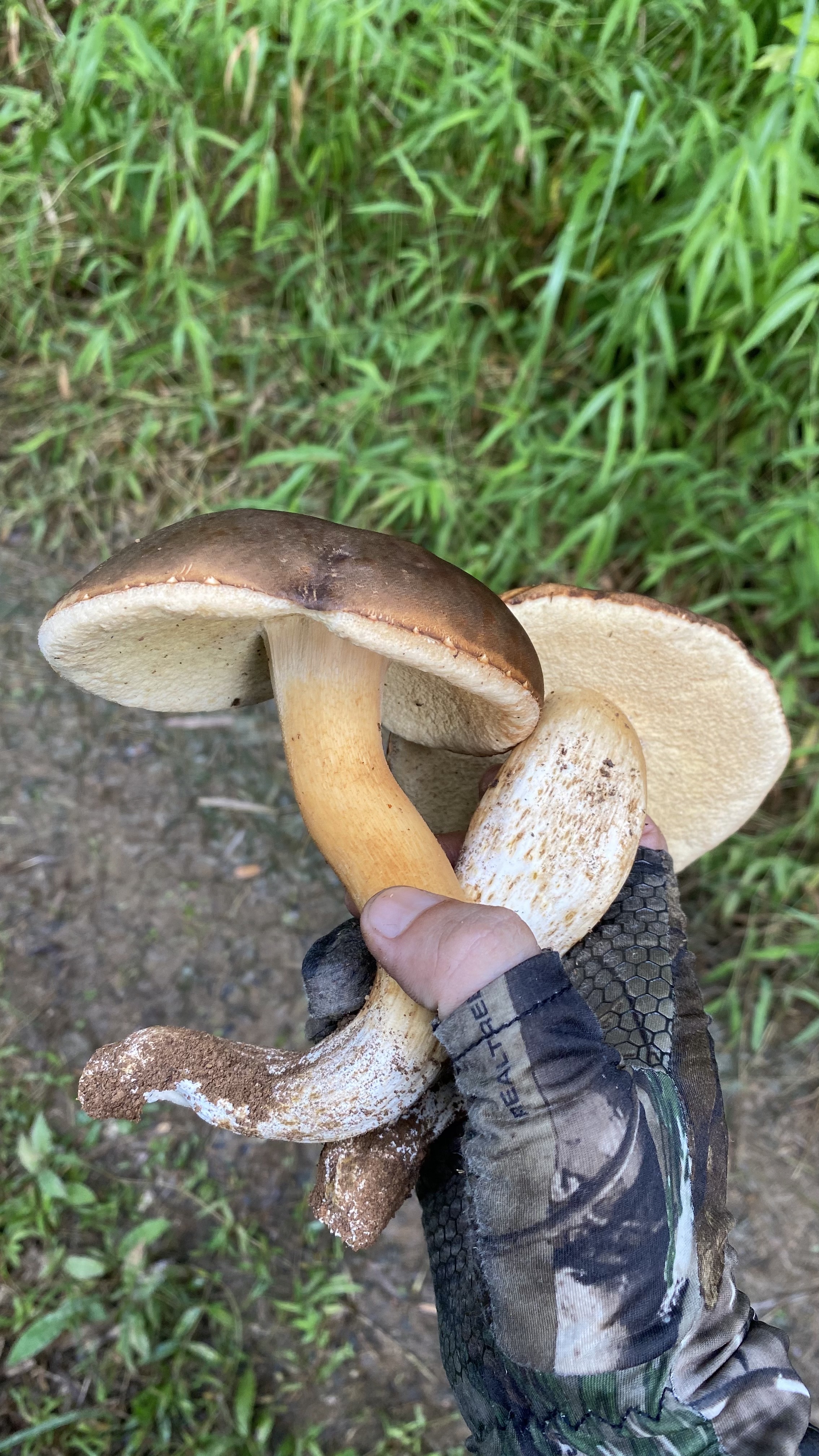 灰盖牛肝菌