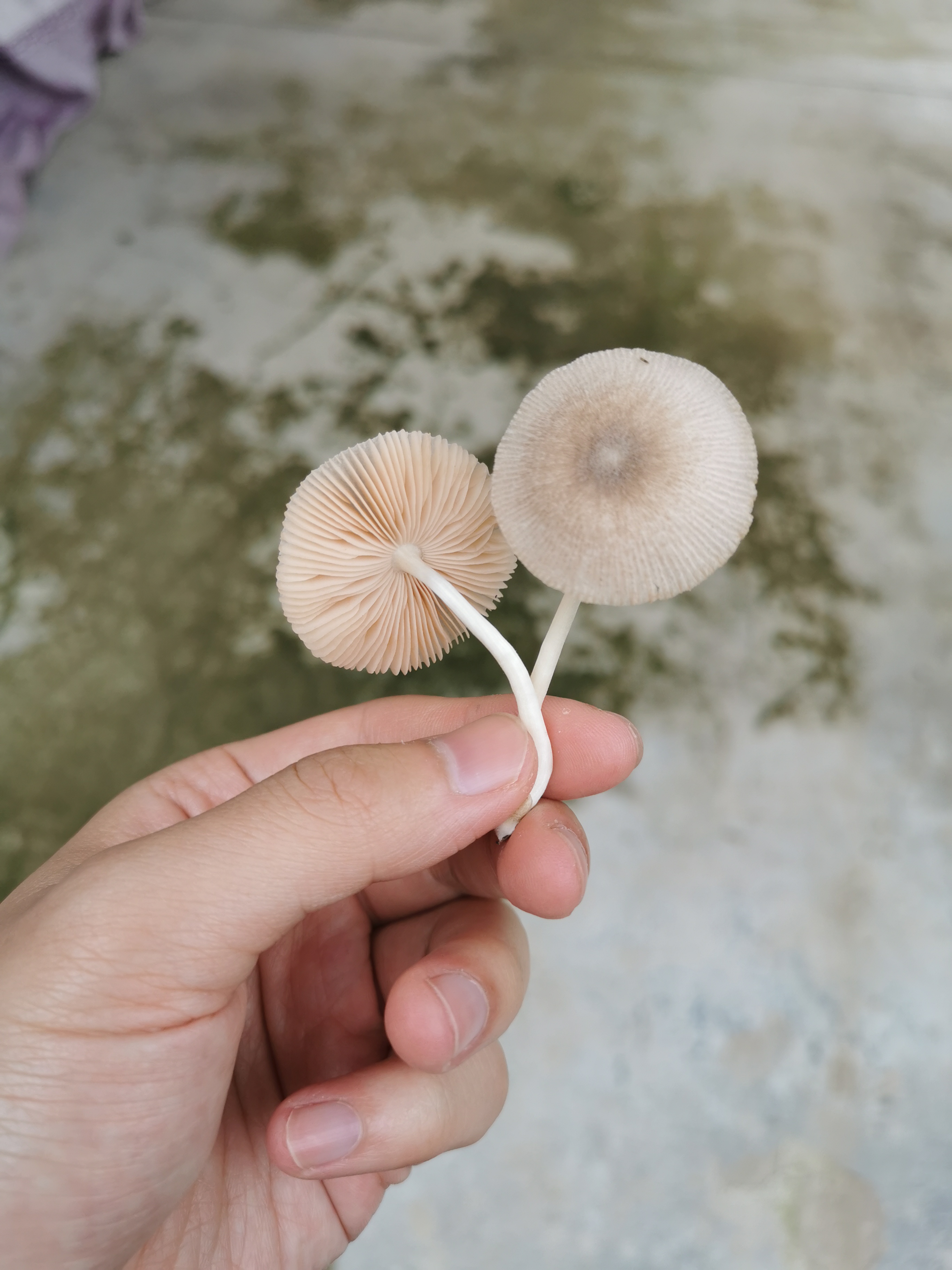 长条纹光柄菇