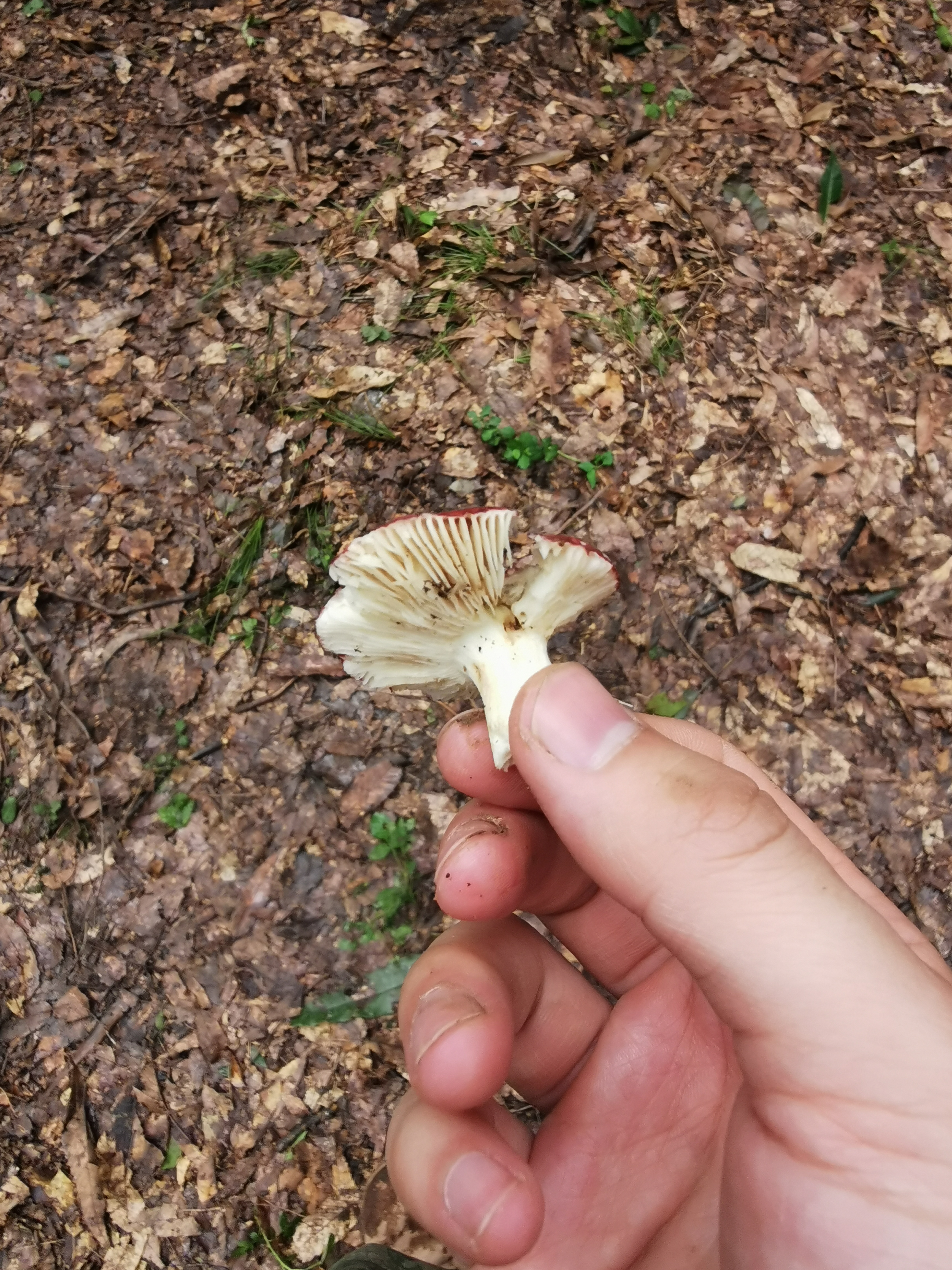 红菇属