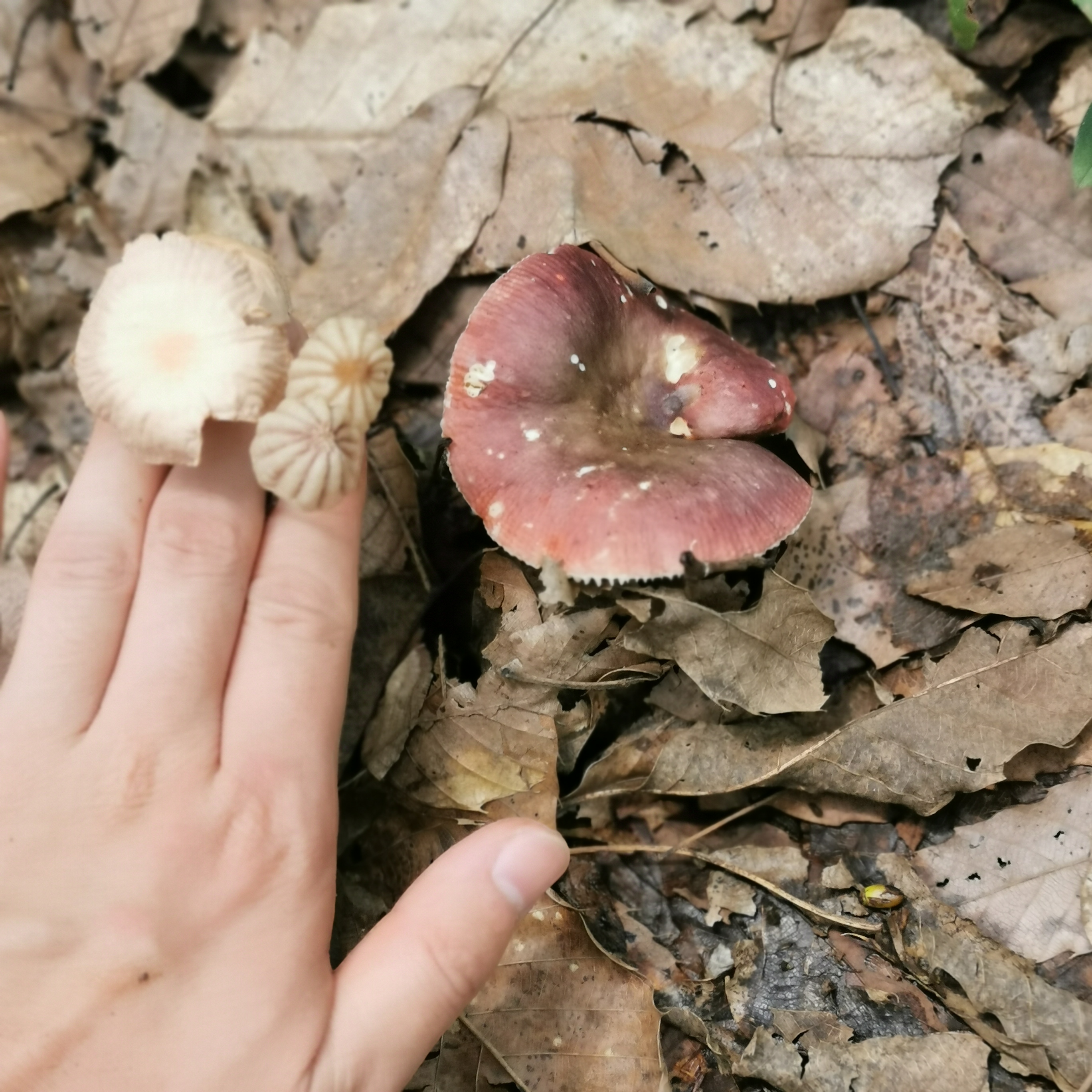 红菇属