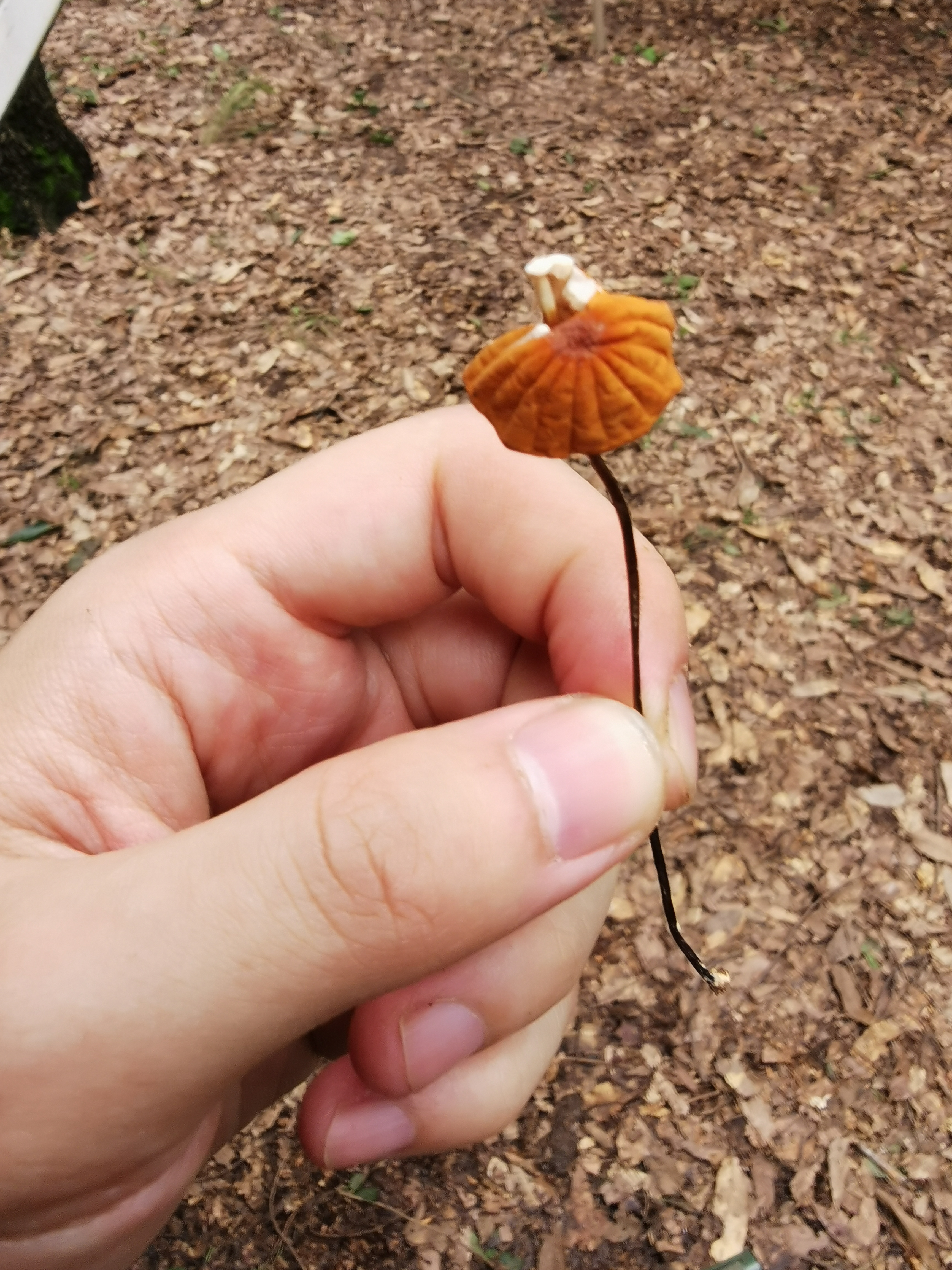 干小皮伞