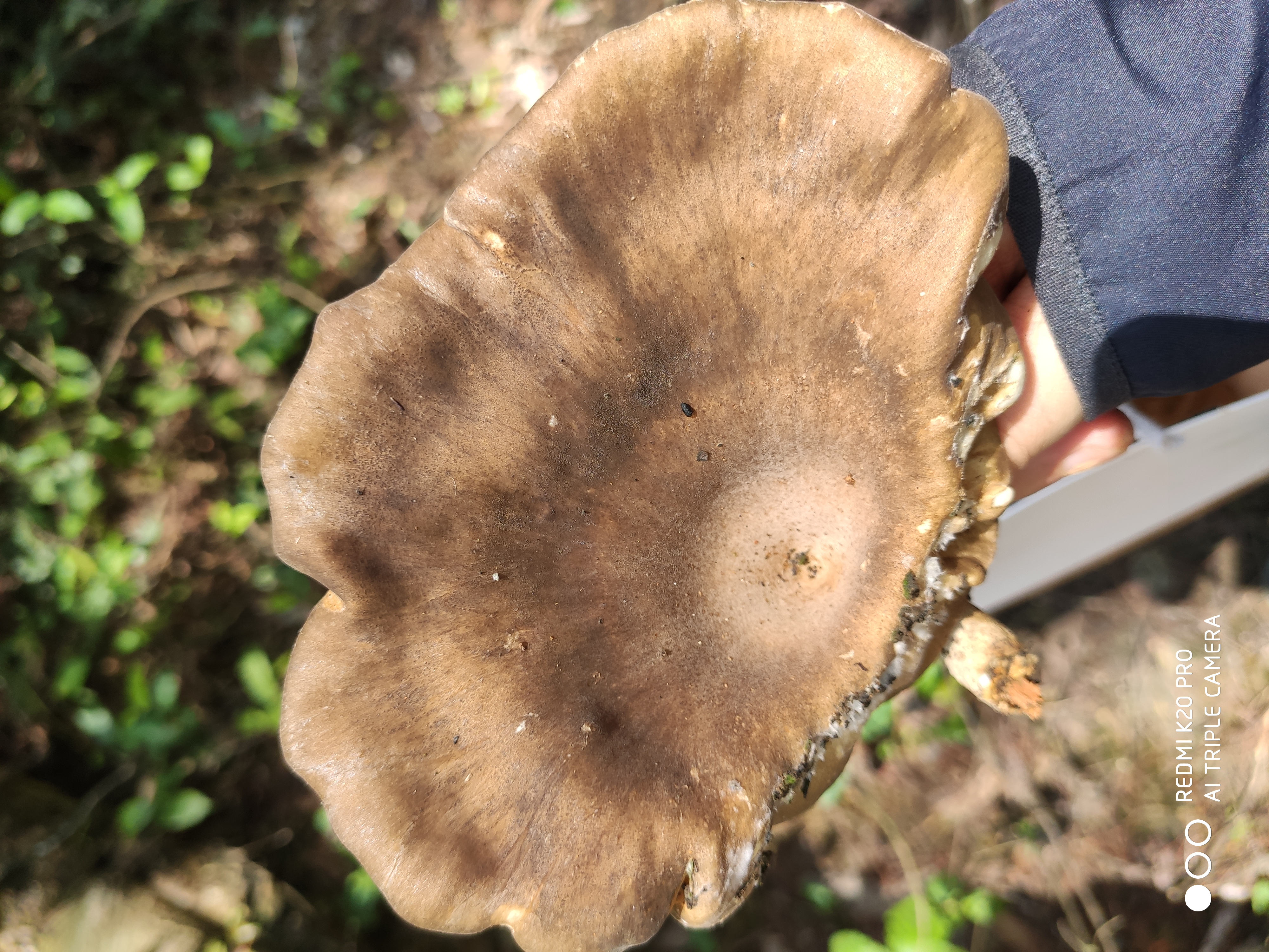 香菇