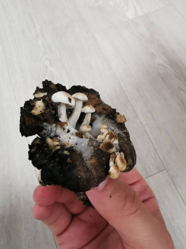 星孢寄生菇