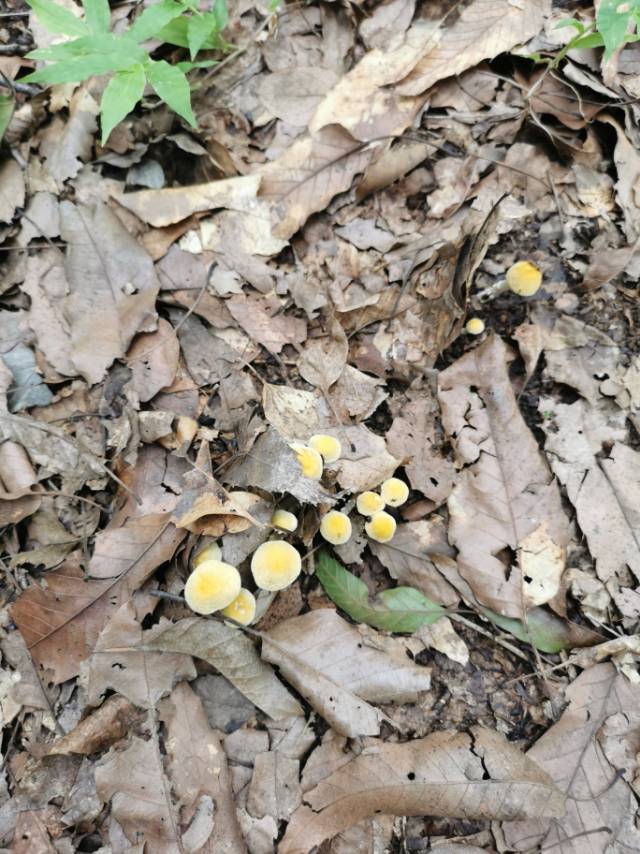黄蘑菇近似种