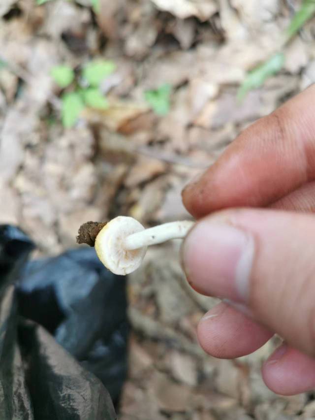 黄蘑菇近似种