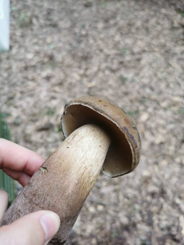 喜马拉雅粉孢牛肝菌