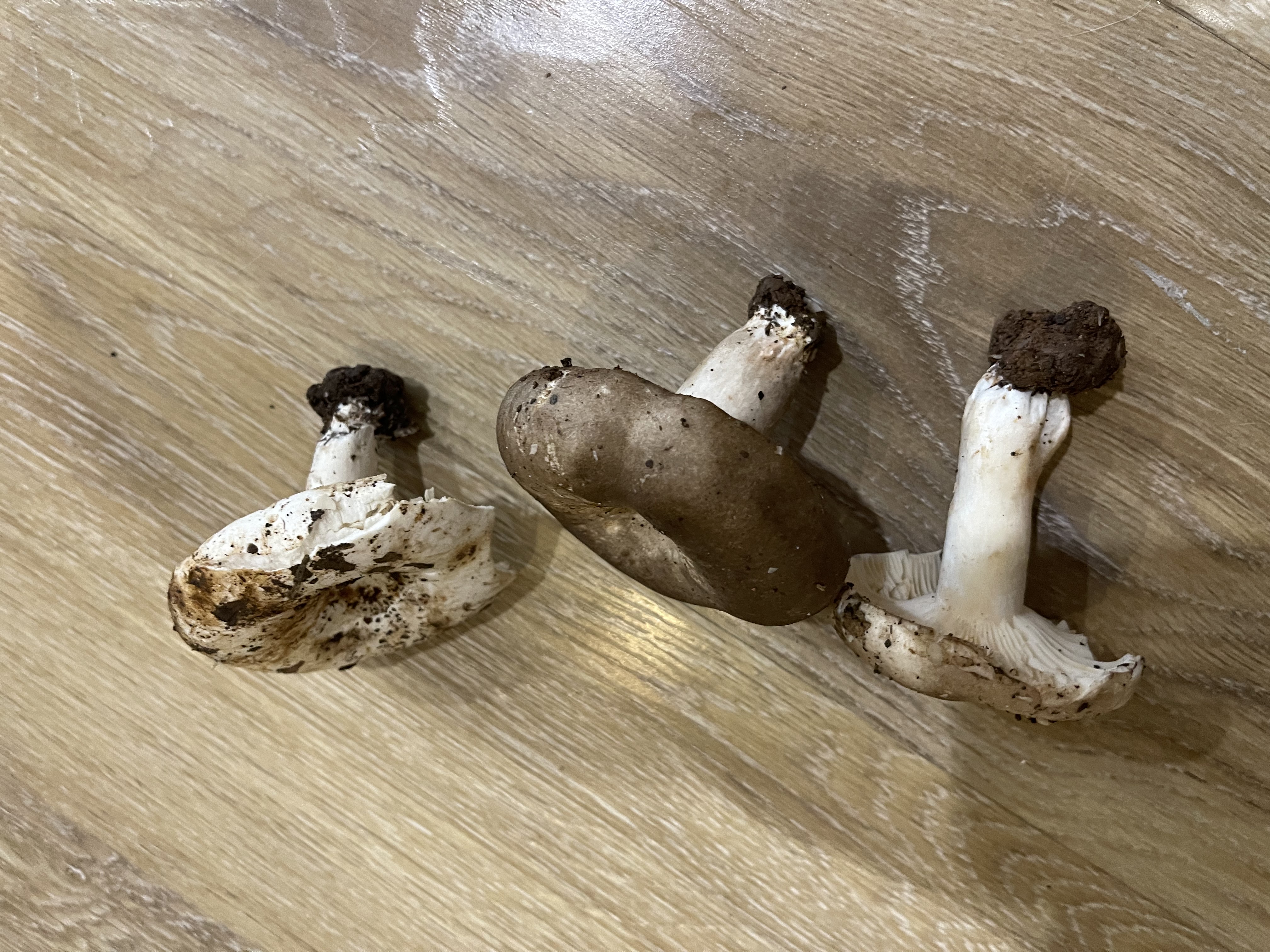 亚稀褶红菇