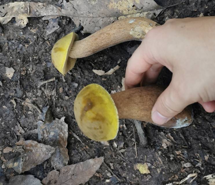 喜马拉雅粉孢牛肝菌