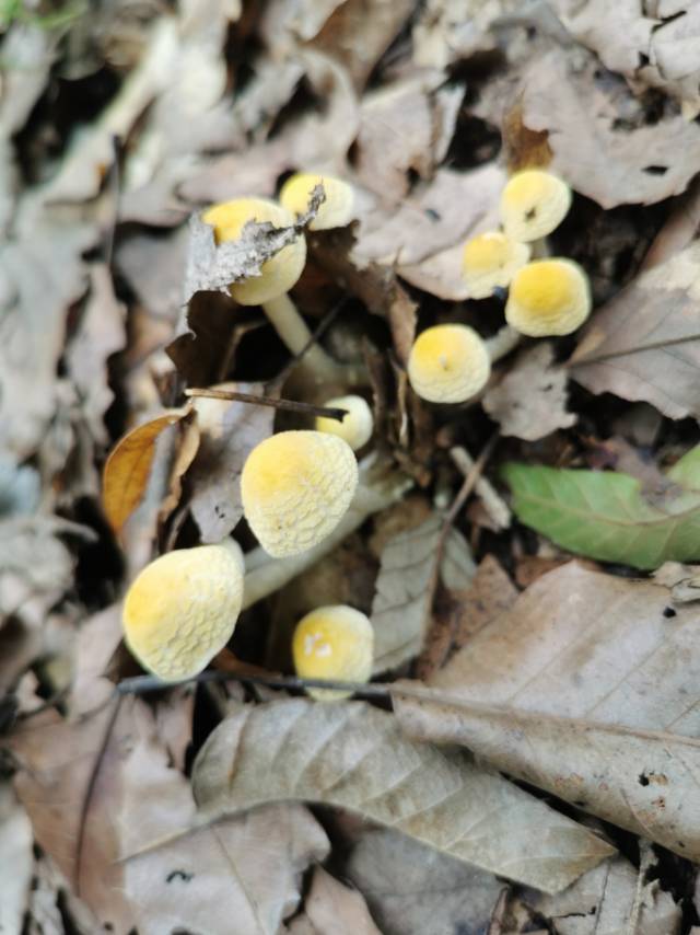 黄蘑菇近似种