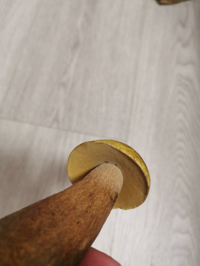 喜马拉雅粉孢牛肝菌
