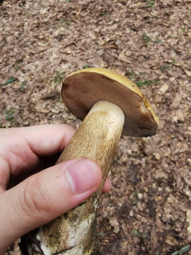 喜马拉雅粉孢牛肝菌
