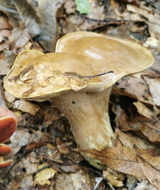 喜马拉雅粉孢牛肝菌
