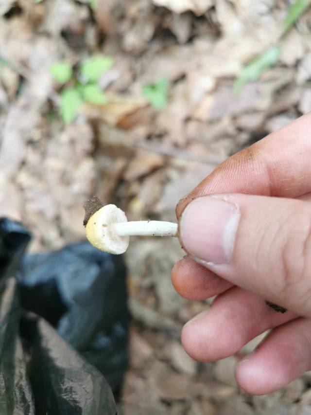 黄蘑菇近似种