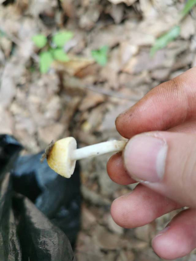黄蘑菇近似种