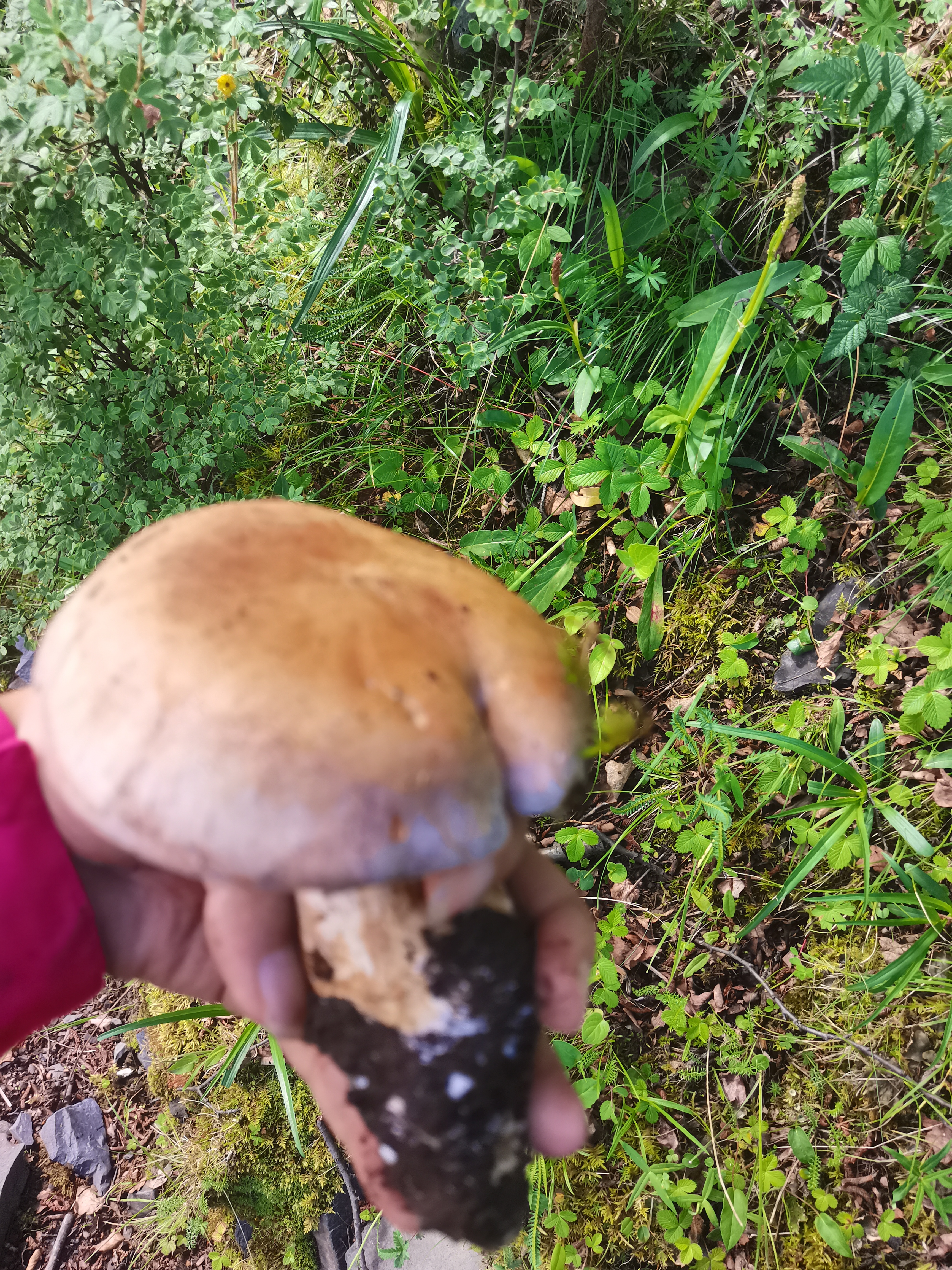 宽盖黏盖丝膜菌